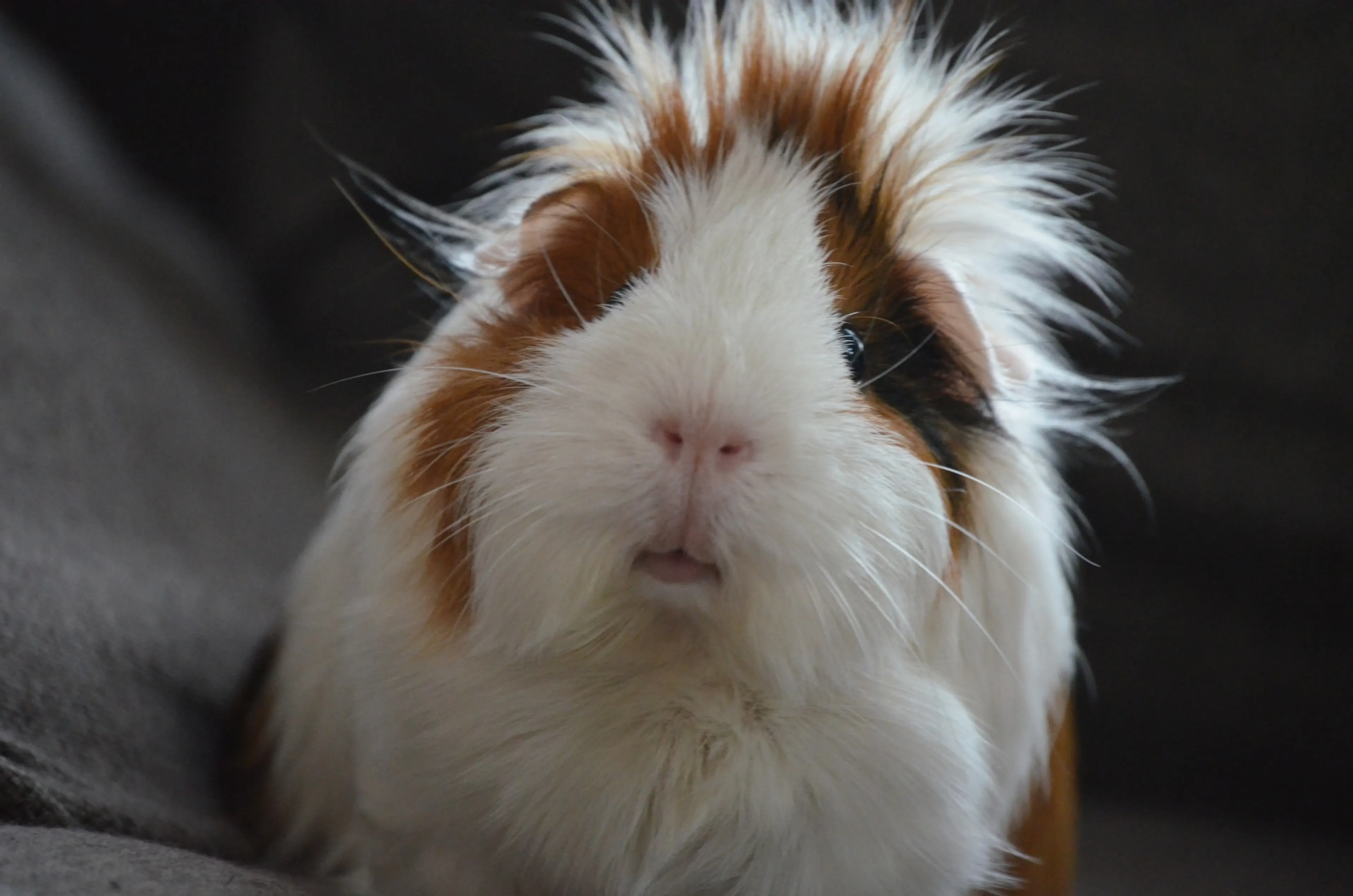 55 dode cavia's gevonden bij huis in Noord-Holland
