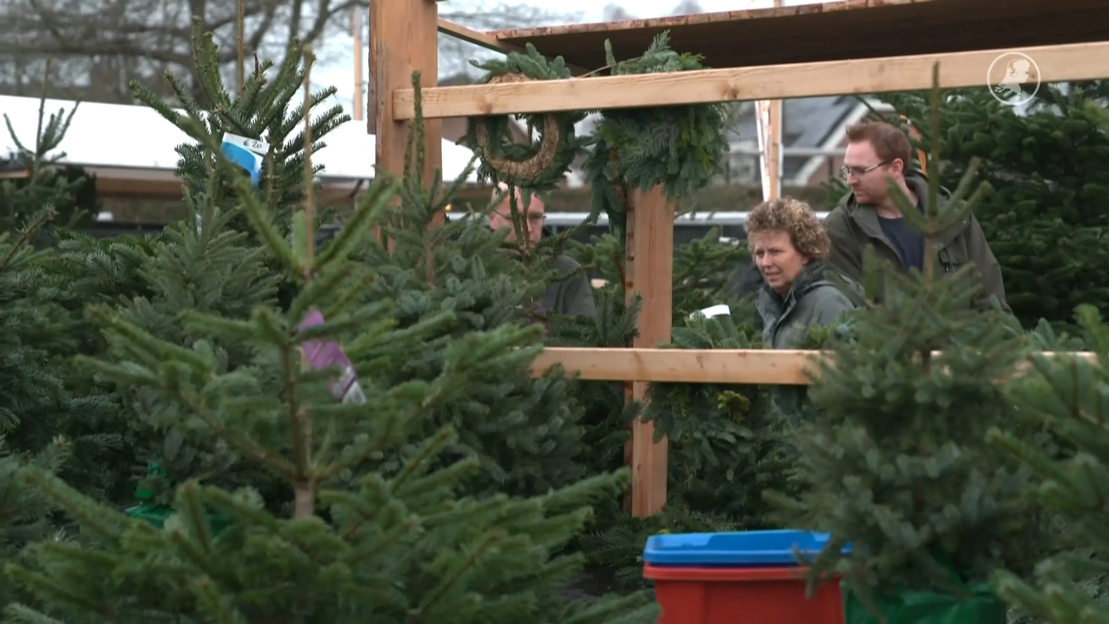 Kerstboomverkoop schiet na Sinterklaas meteen uit de startblokken