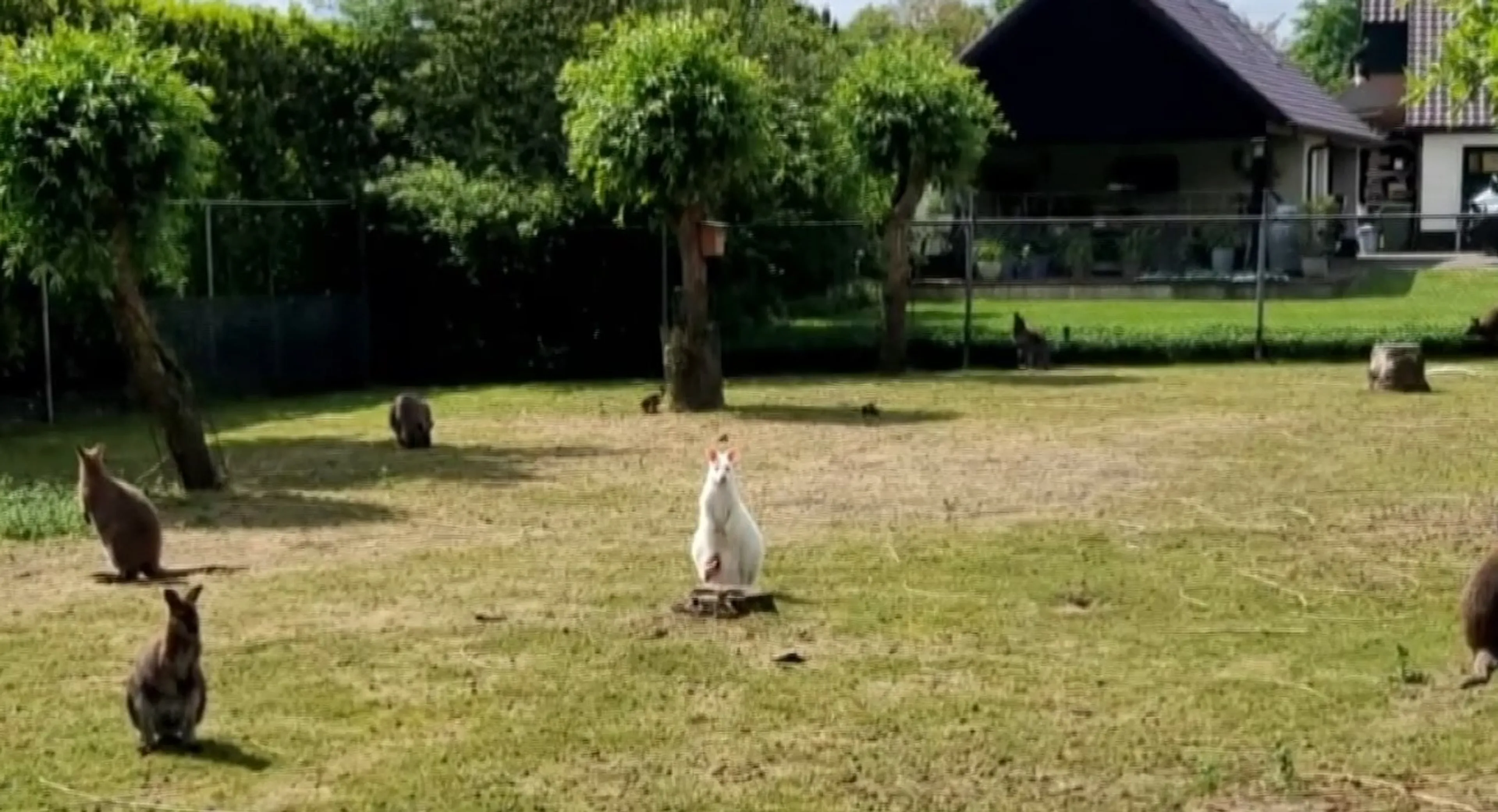 Ontsnapte (en snelle) wallaby houdt politie uren bezig in Erp