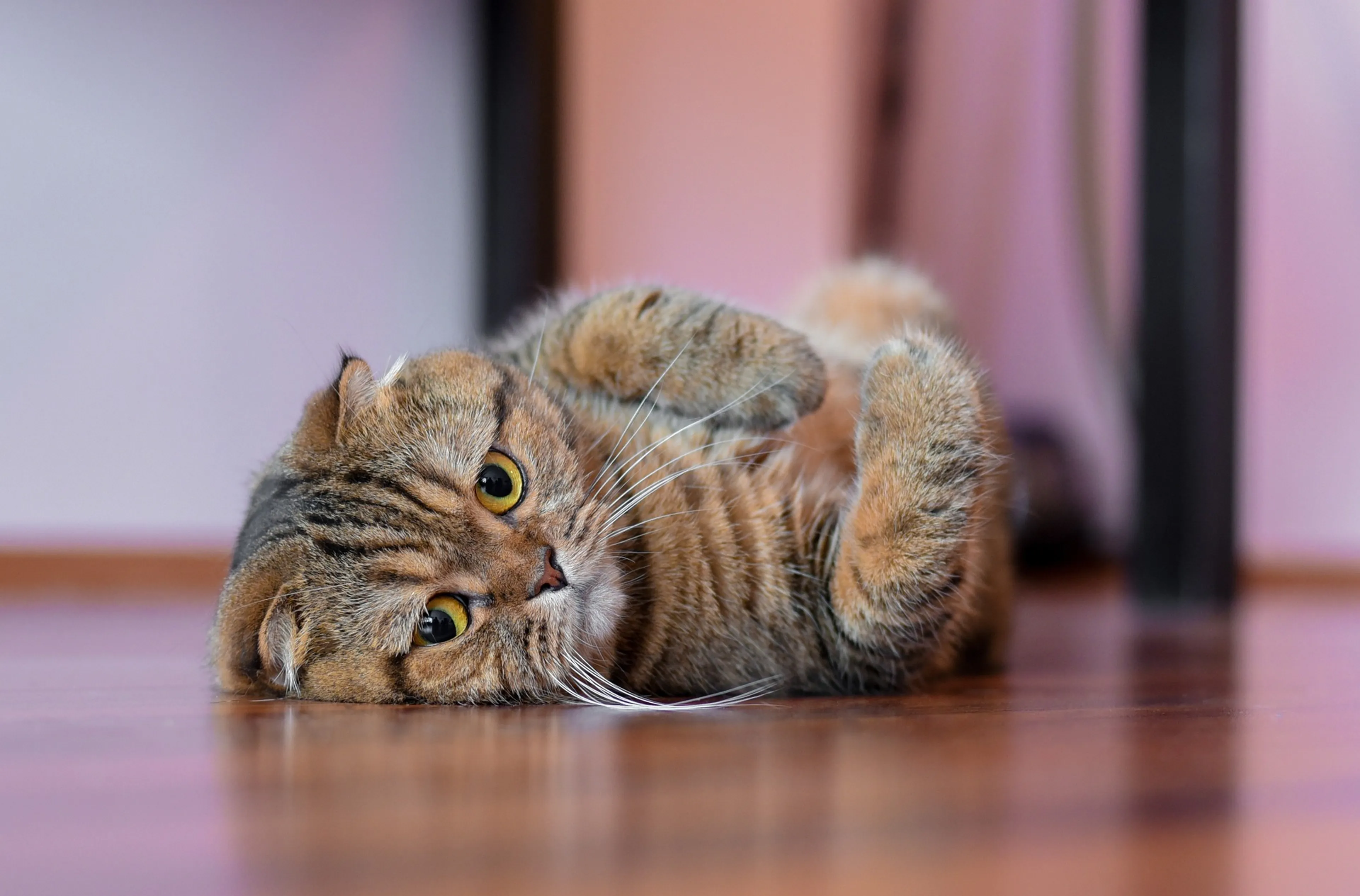 Aangifte tegen Marktplaats om advertenties Scottish Fold-katten
