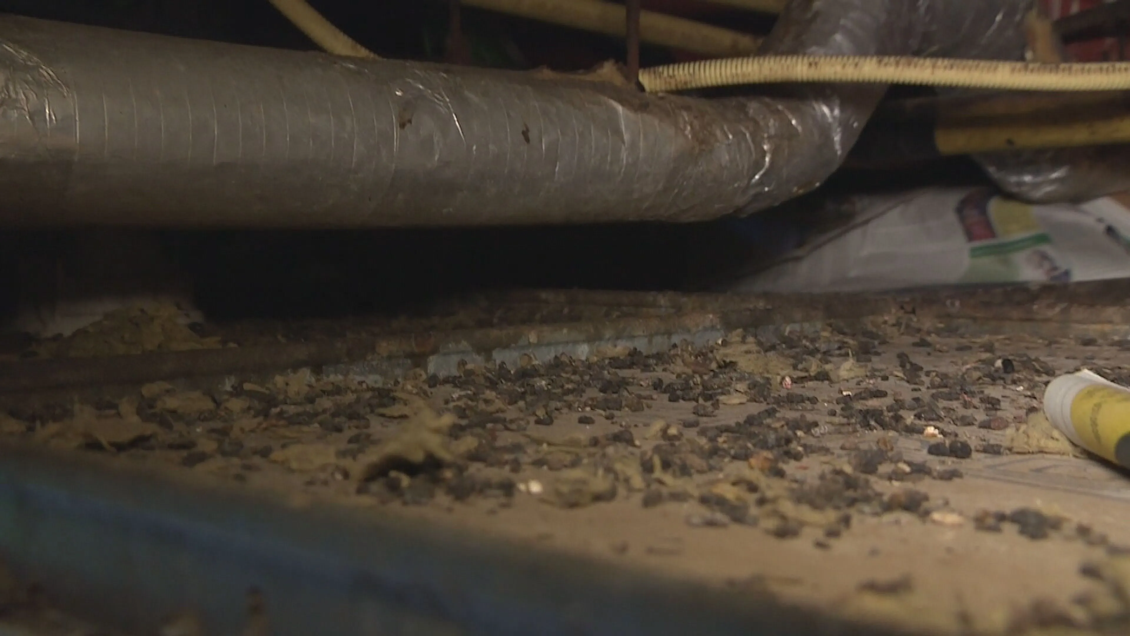 Schiedamse flat 'niet woonbaar' door rattenplaag: 'Ze doen niets met ons geld'