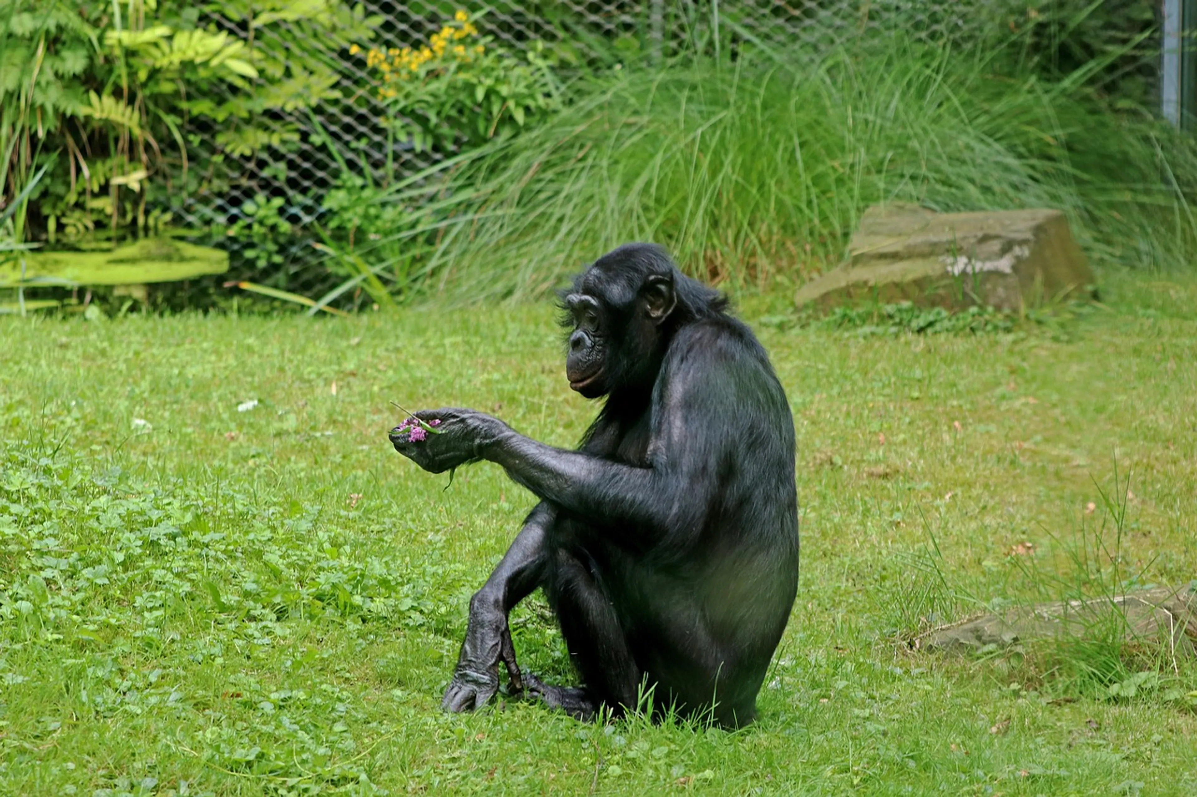 Ontsnapte aap Ouwehands Dierenpark gevangen: 'Maakt het goed'