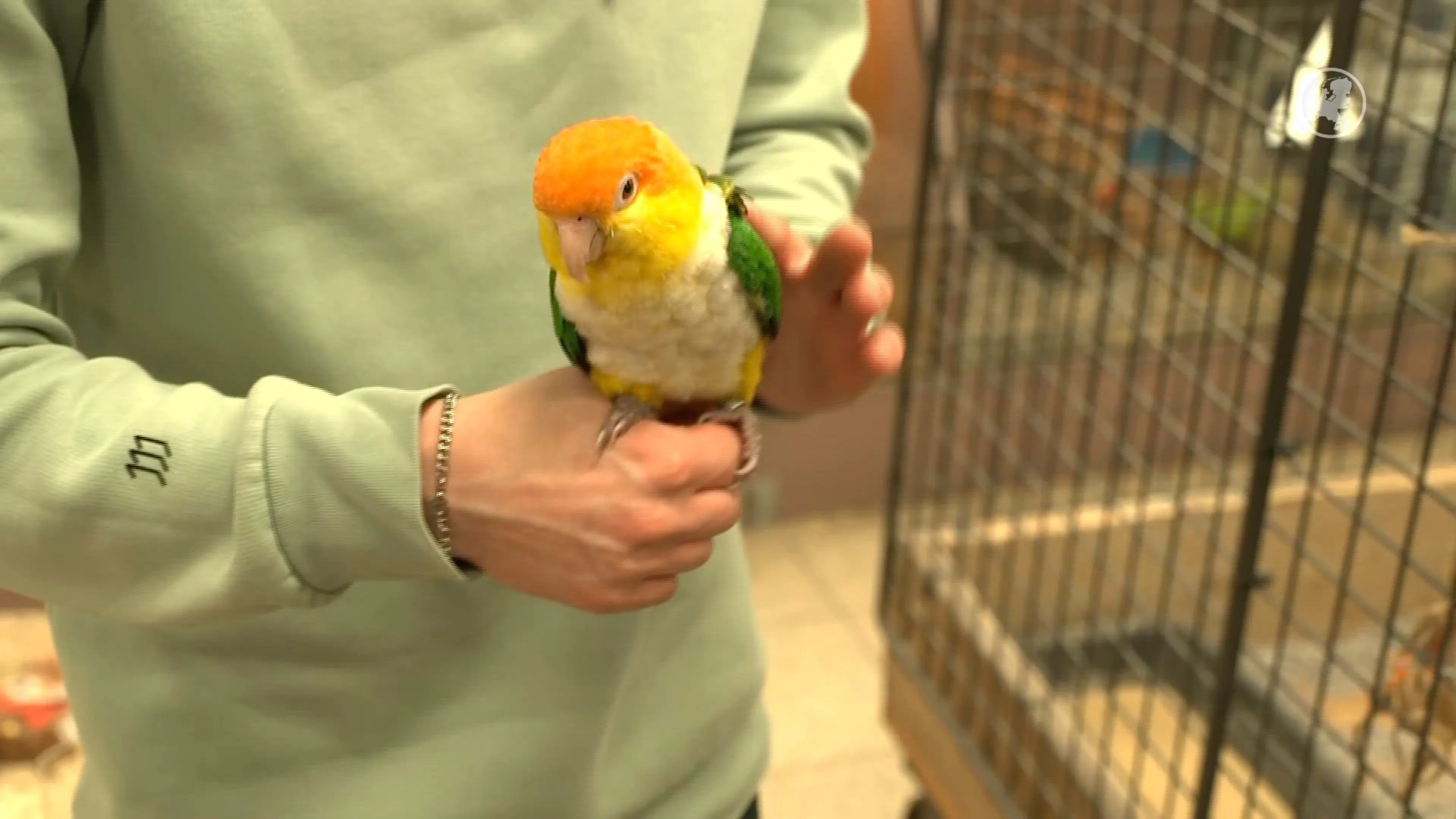 Baasjes Pino dolblij dat de vogel terug is in Rotterdam: 'Moest huilen'
