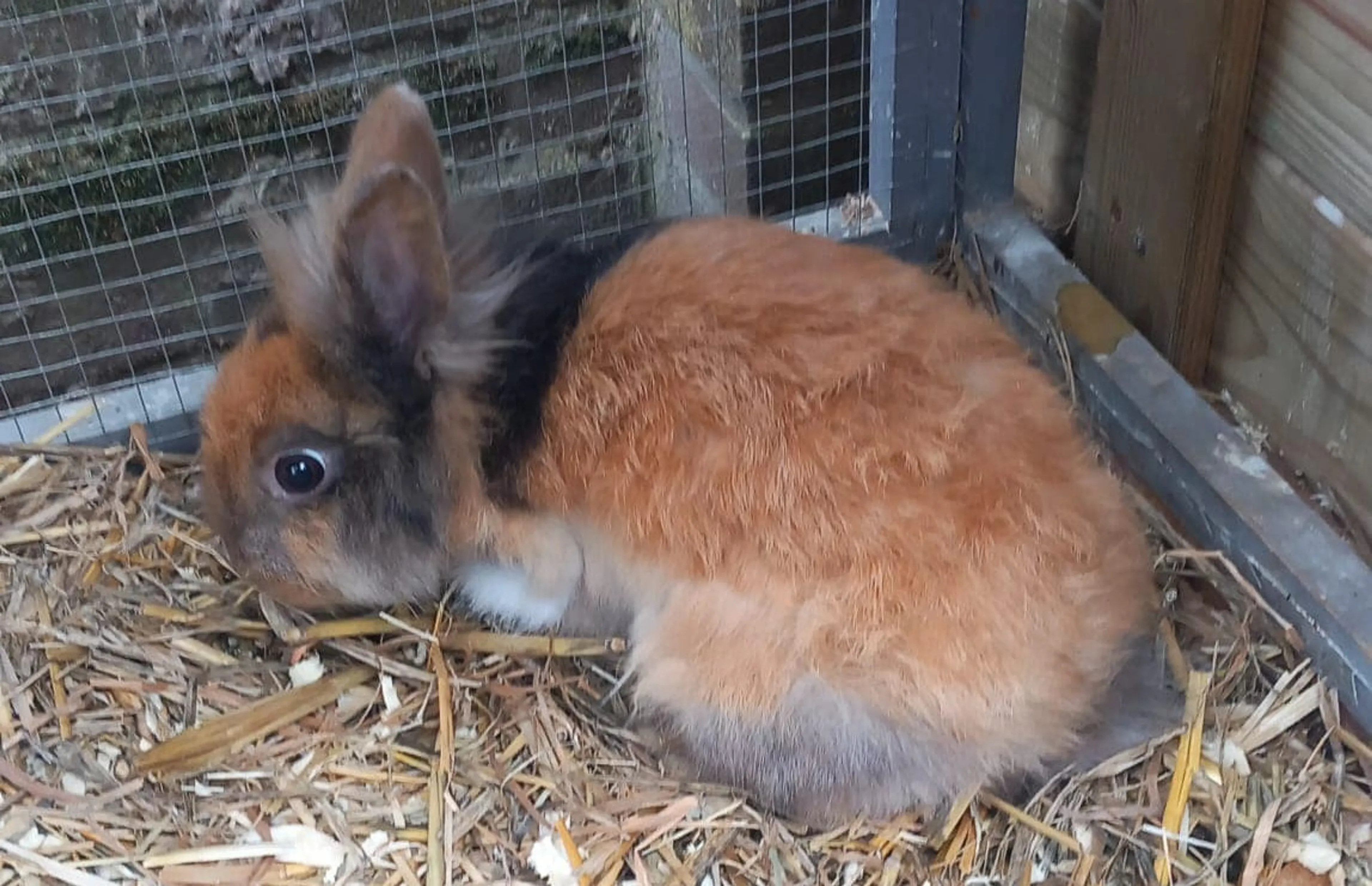 Zes 'doodsbange' konijnen gedumpt bij kinderboerderij: 'Eén onthoofd aangetroffen'