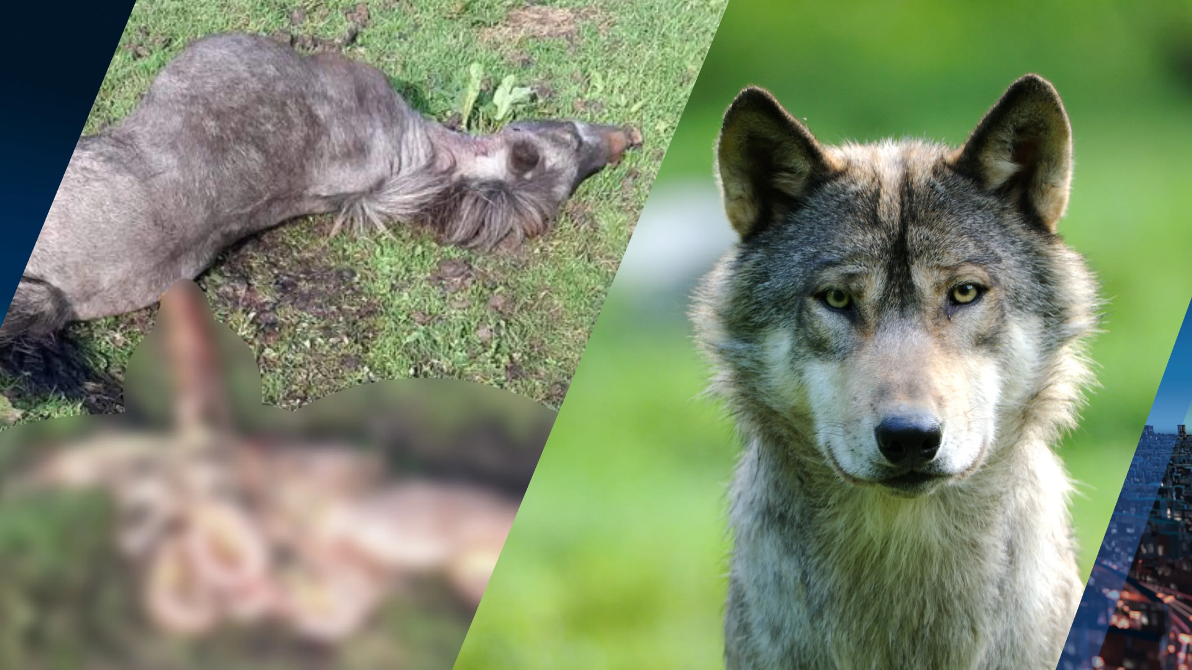 Pony vermoedelijk door wolf doodgebeten, inwoners ongerust
