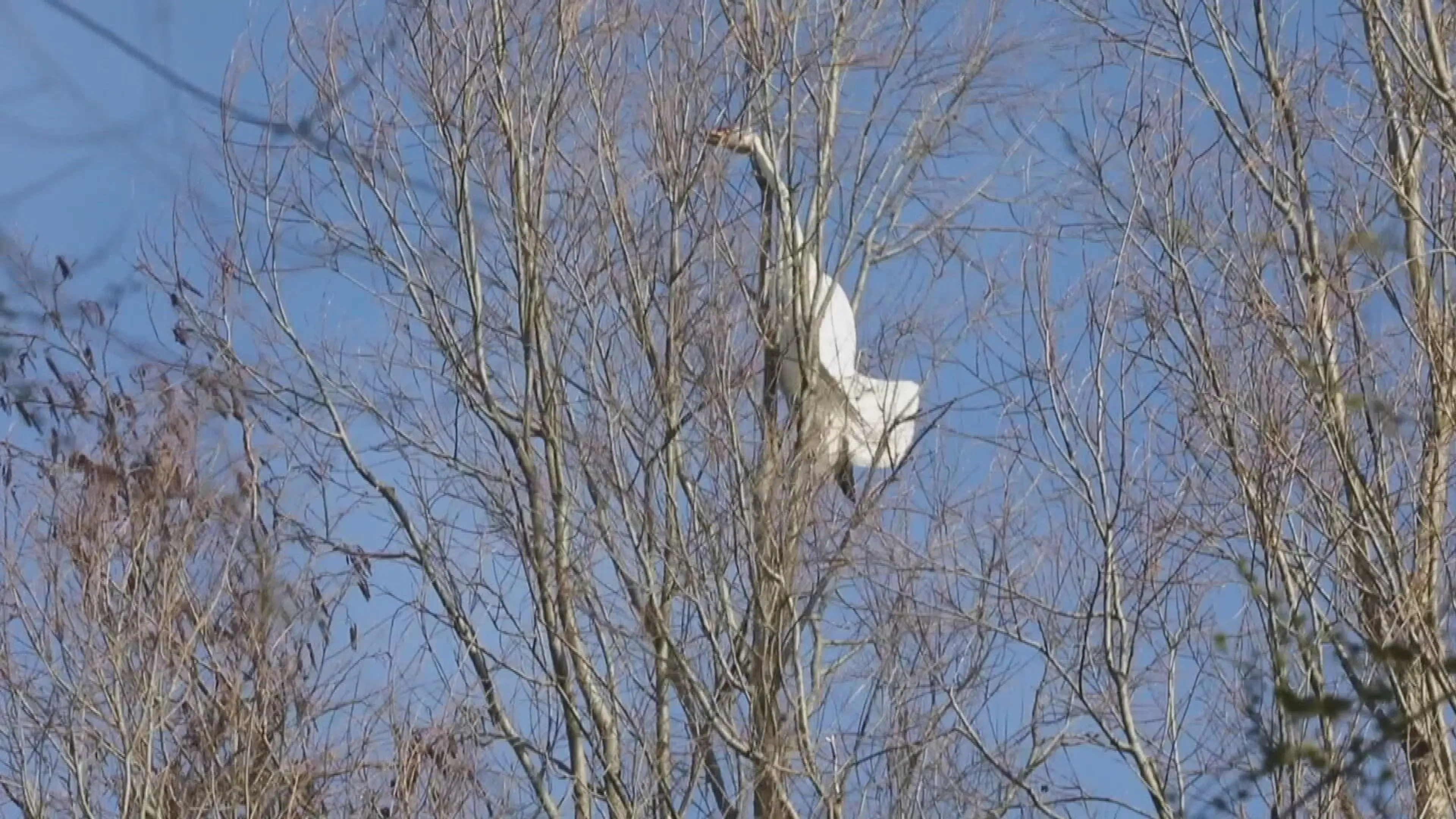 Zwaan raakt met nek verstrikt in takken boom en overlijdt