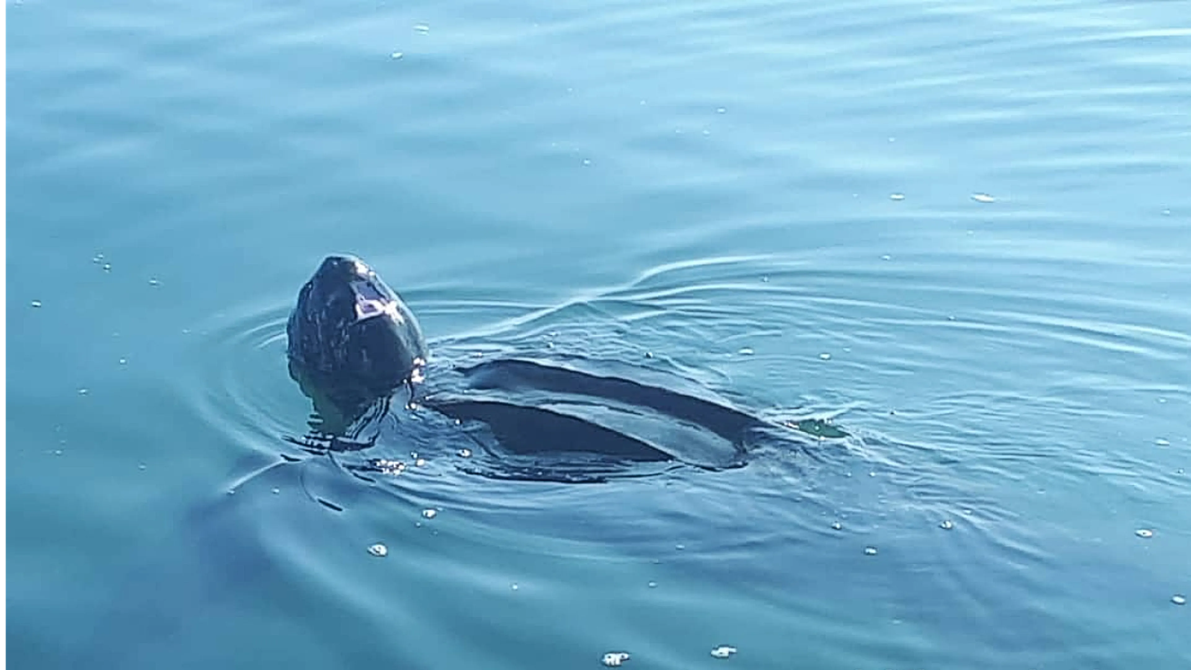 Lederschildpad van 2,5 meter gespot in Oosterschelde: 'Heel bijzonder'