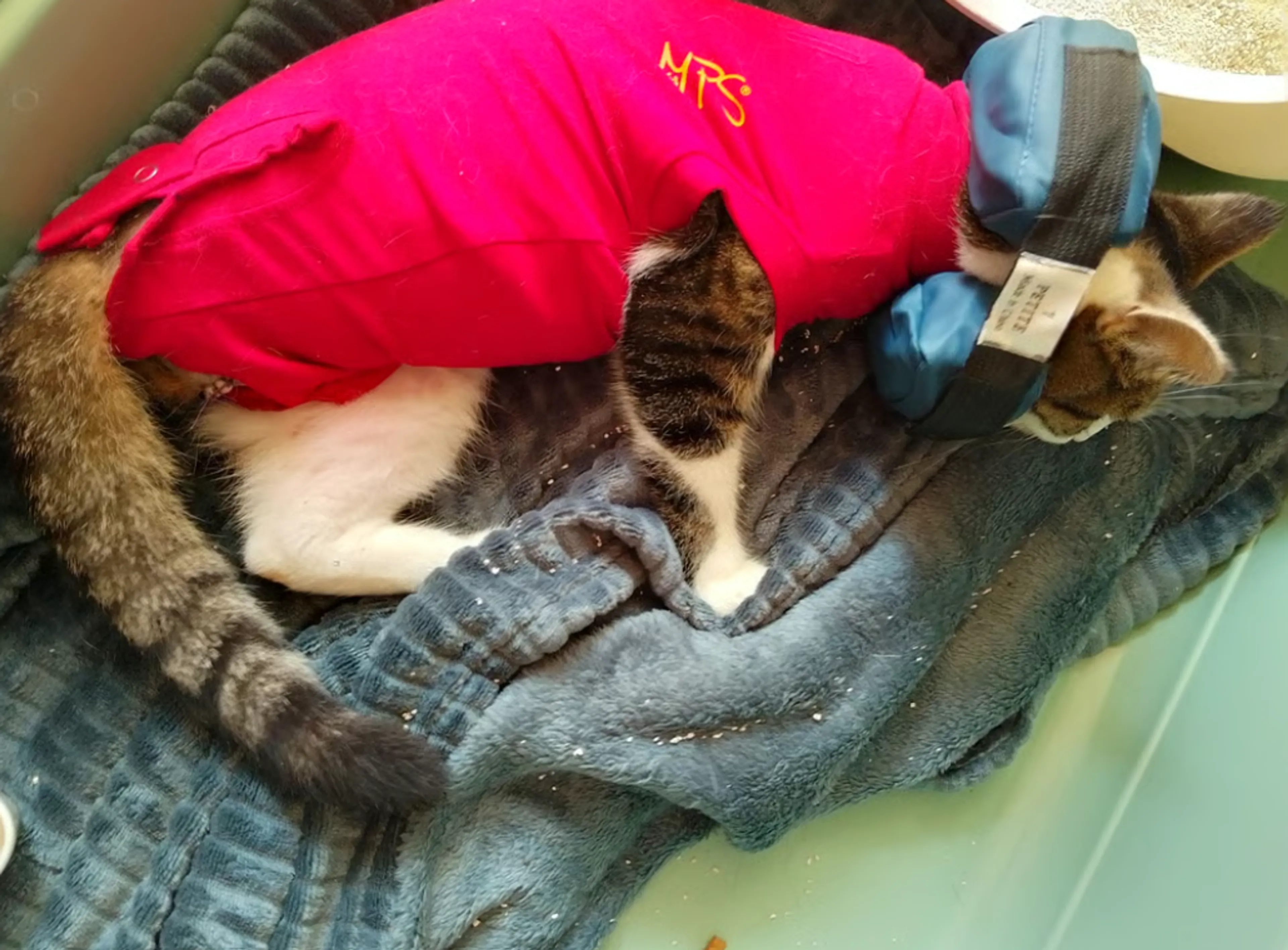 Poot van kat geamputeerd nadat ze beschoten was in Lelystad