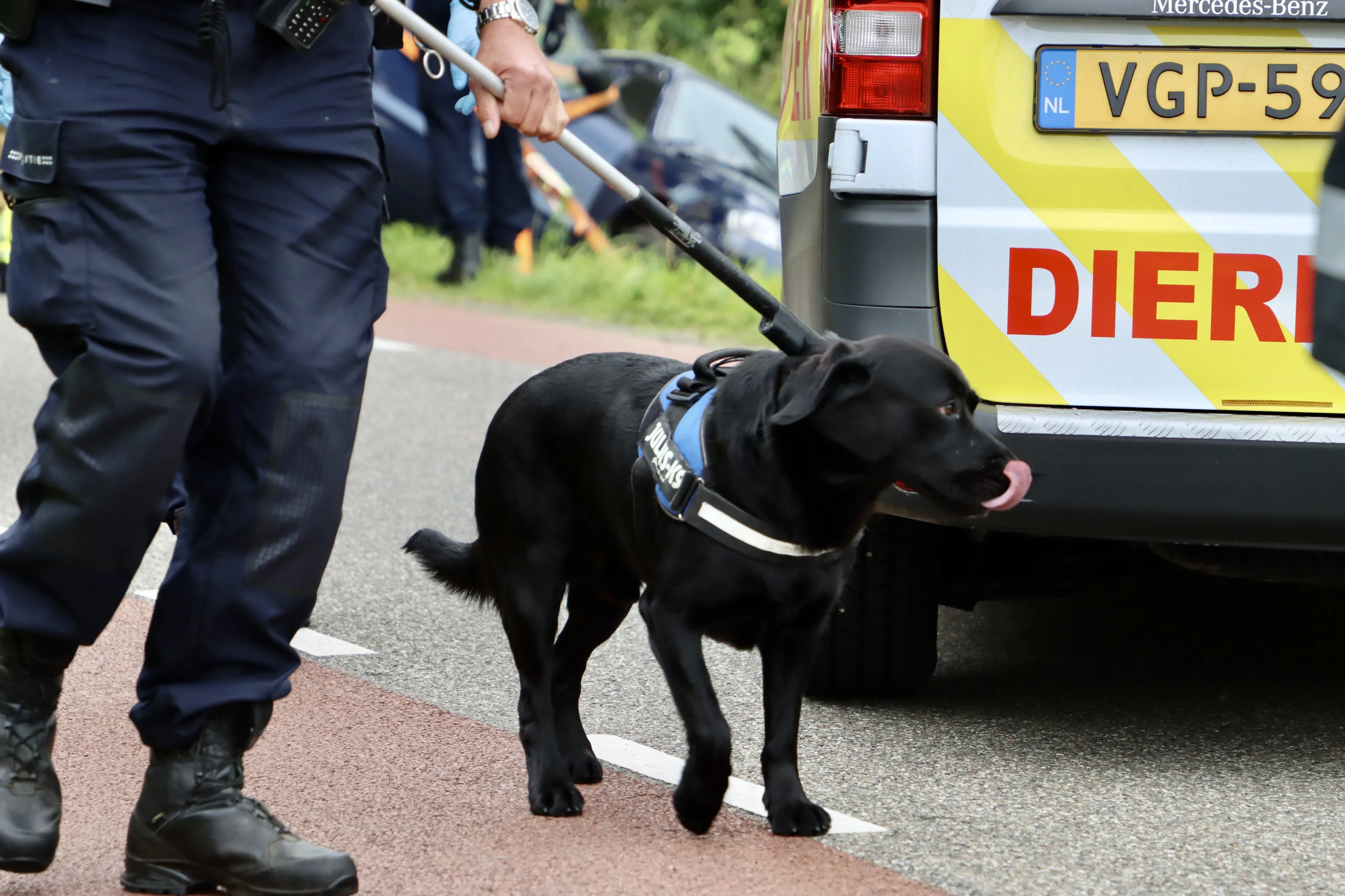 Hond blijft na ernstig auto-ongeluk trouw op baasje liggen