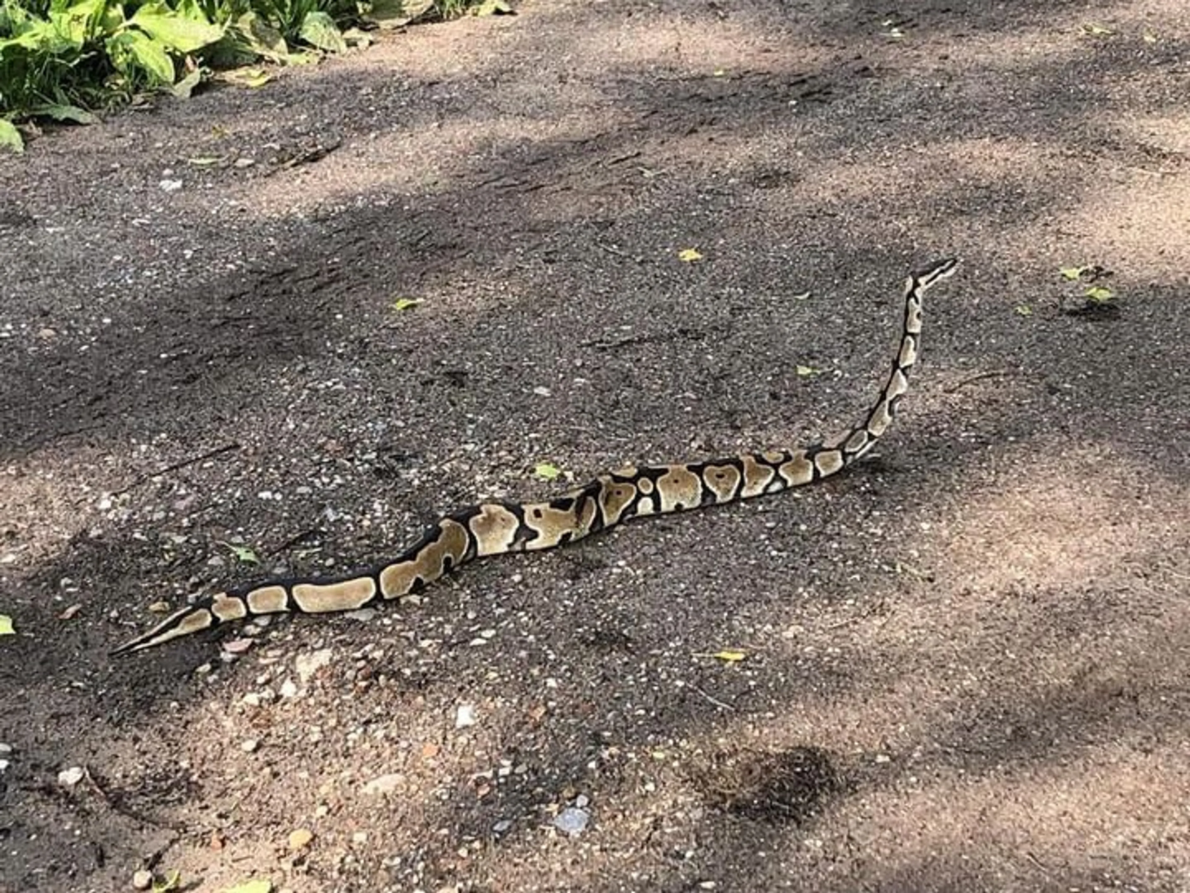 Flink schrikken: Odette vindt koningspython tijdens uitlaatrondje in Ulvenhout