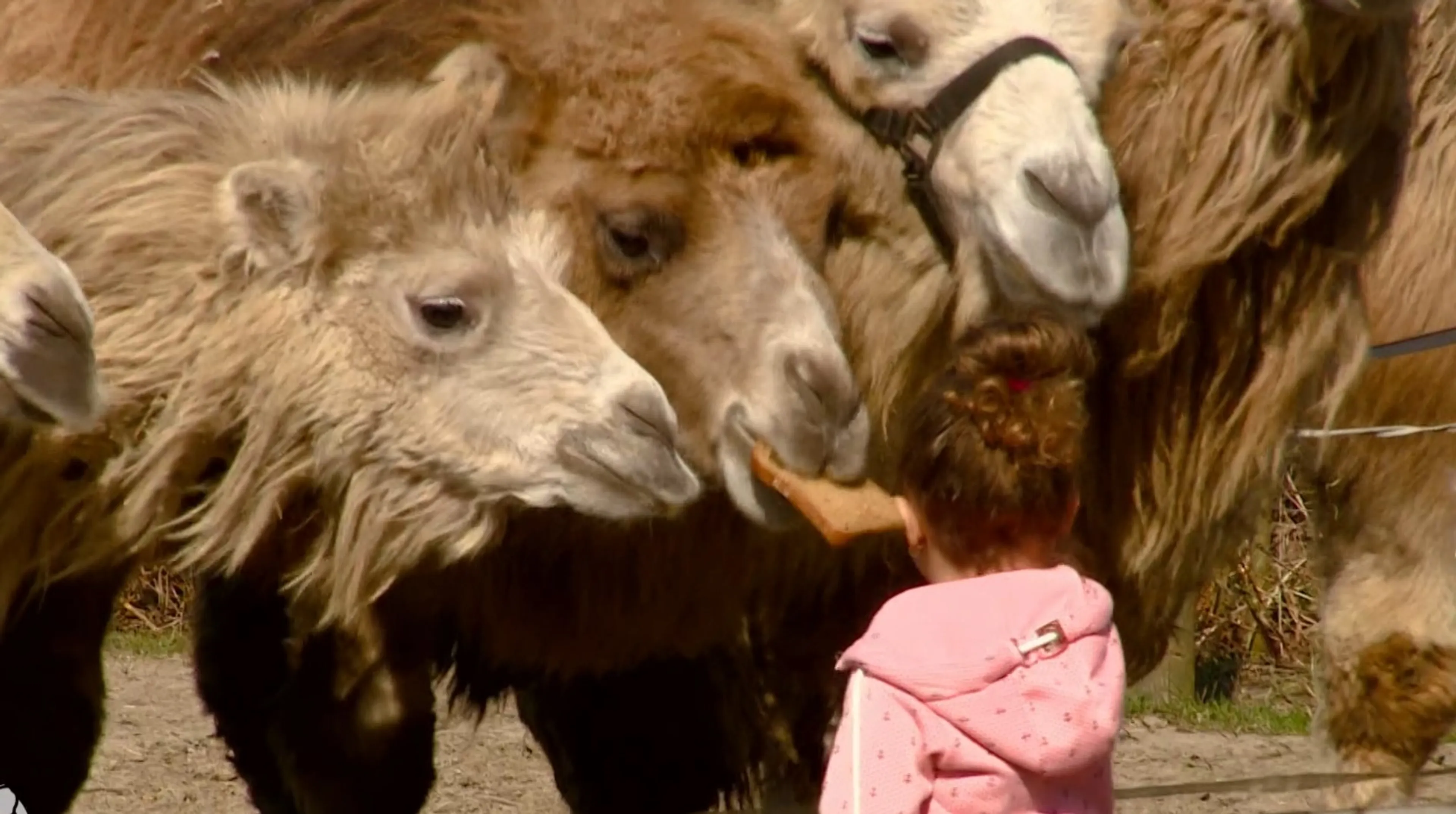 Circus Renz in de problemen door coronacrisis: 'Dieren hebben bijna geen eten meer'