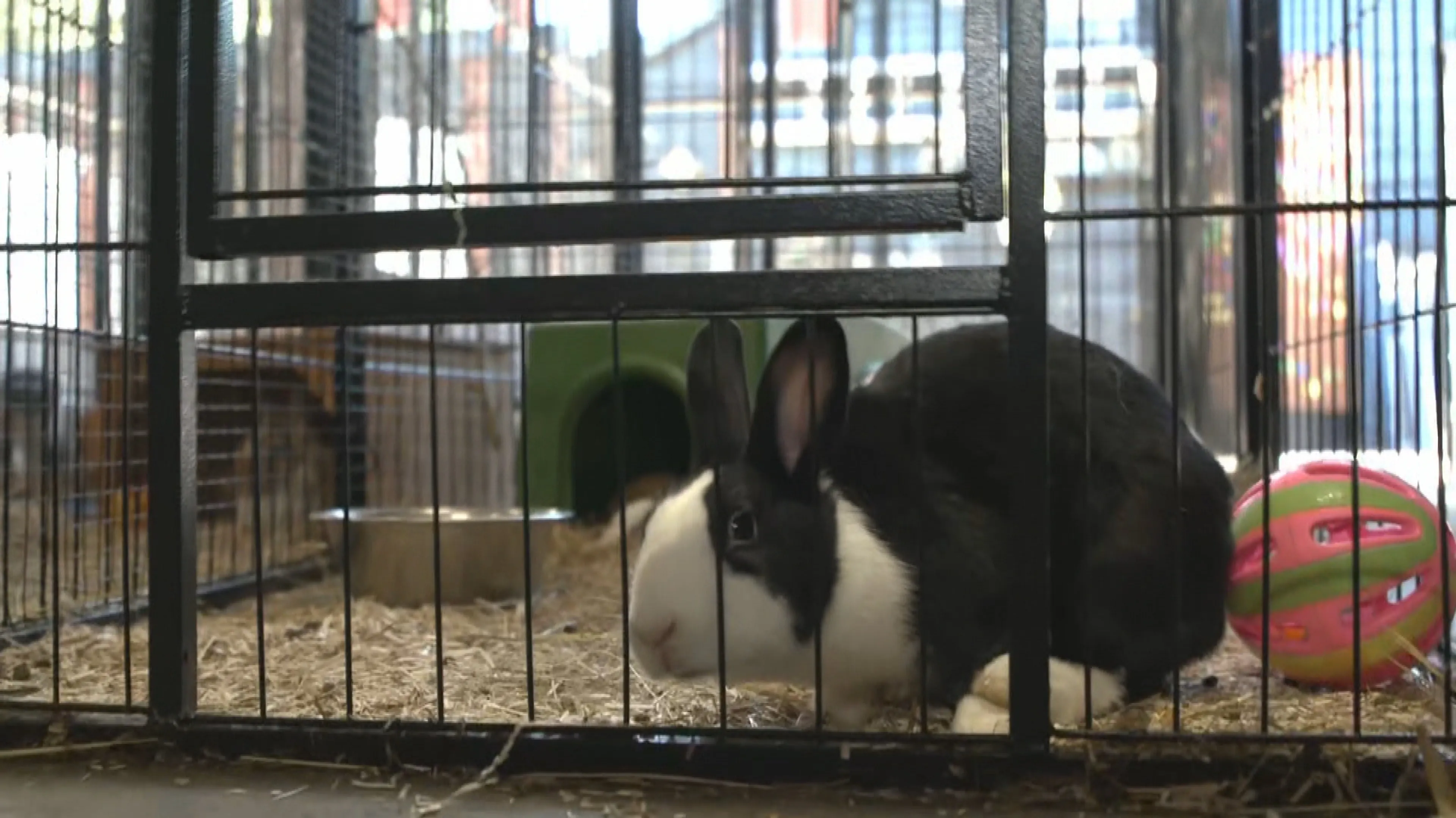 Dierenopvang Flappus in Zwolle overspoeld met honderden geredde konijnen