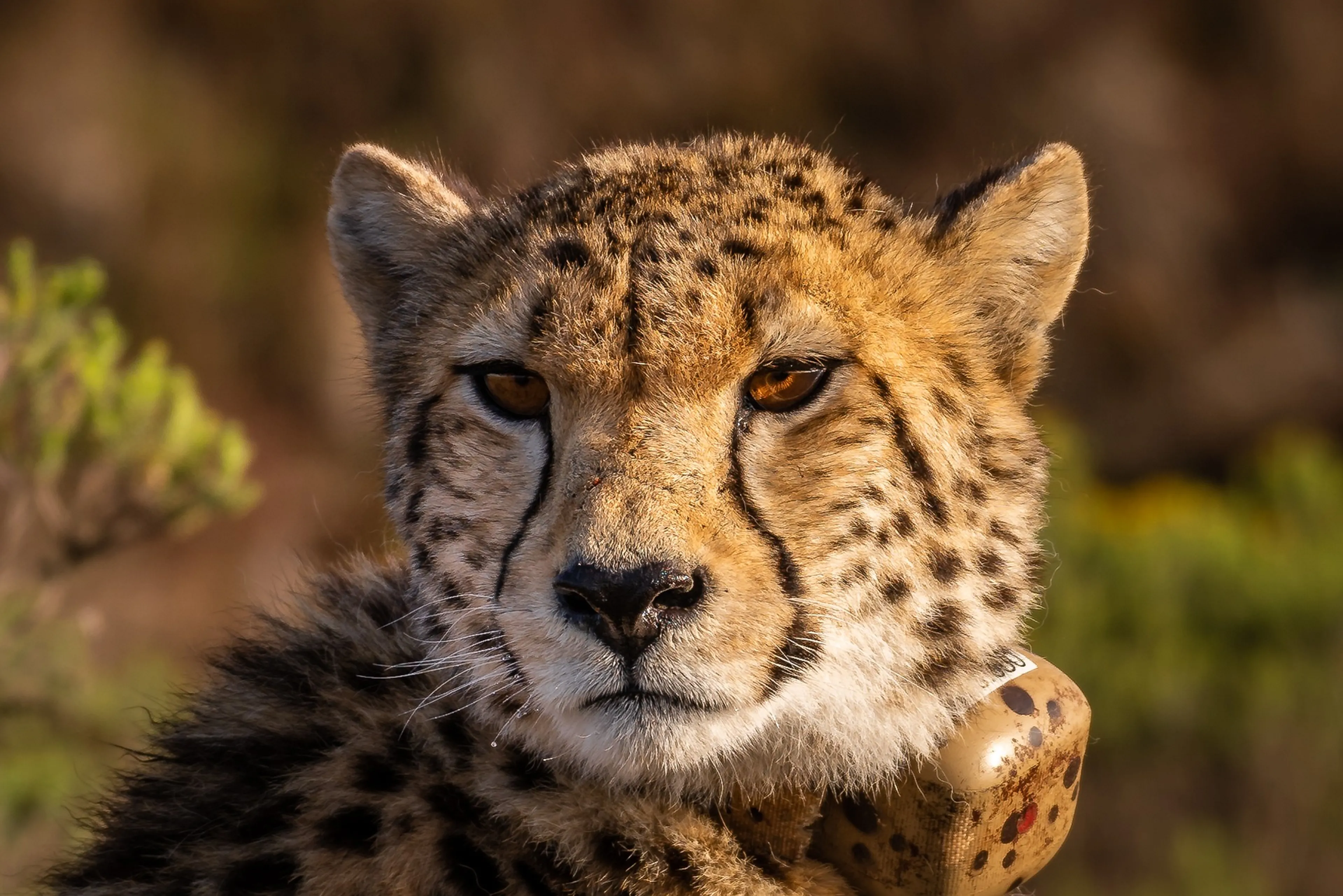 Ontsnapte cheeta zorgt voor spannende uren in Beekse Bergen