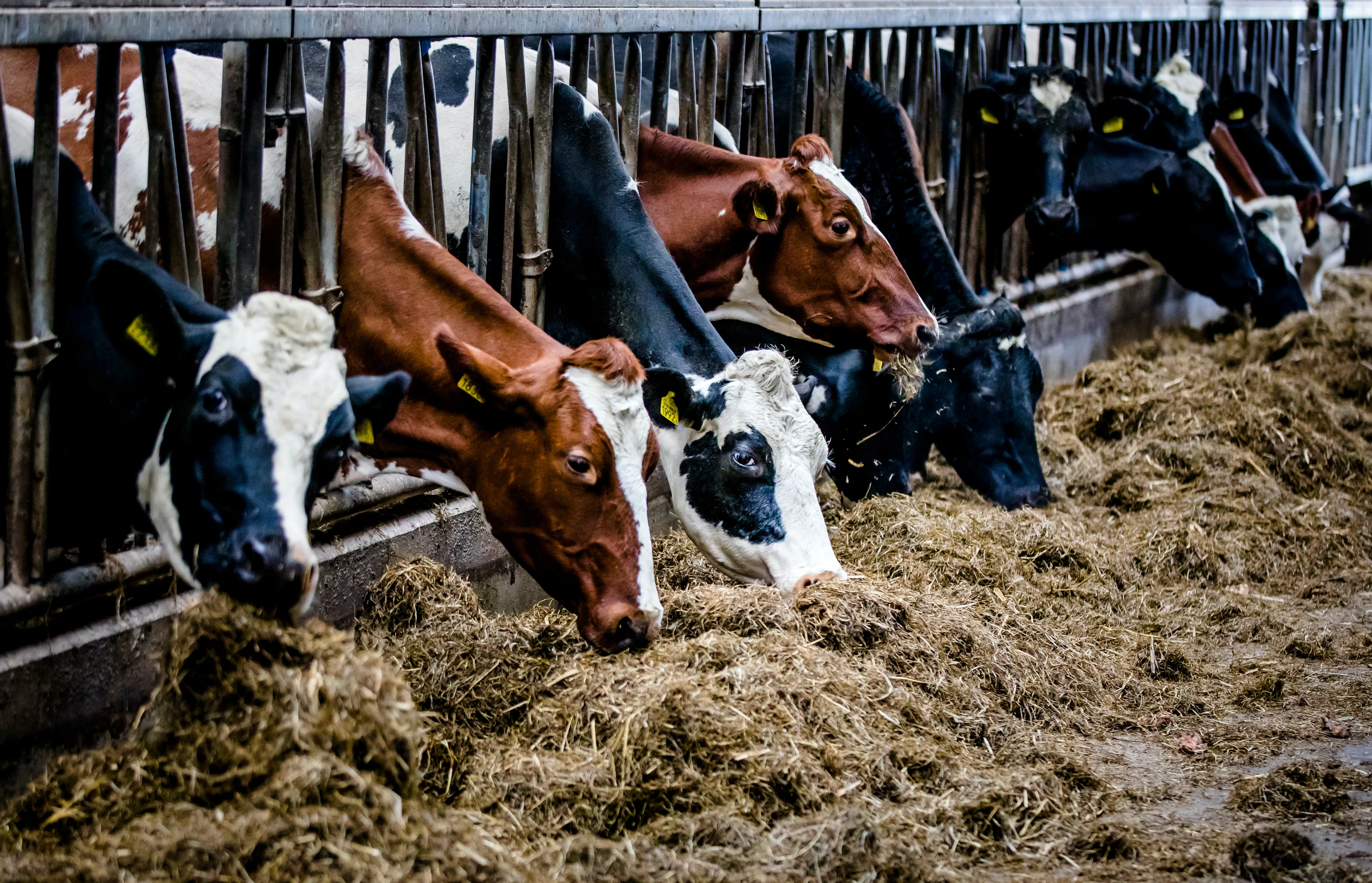 Kabinet trekt 5 miljard extra uit voor maatregelen tegen stikstofcrisis
