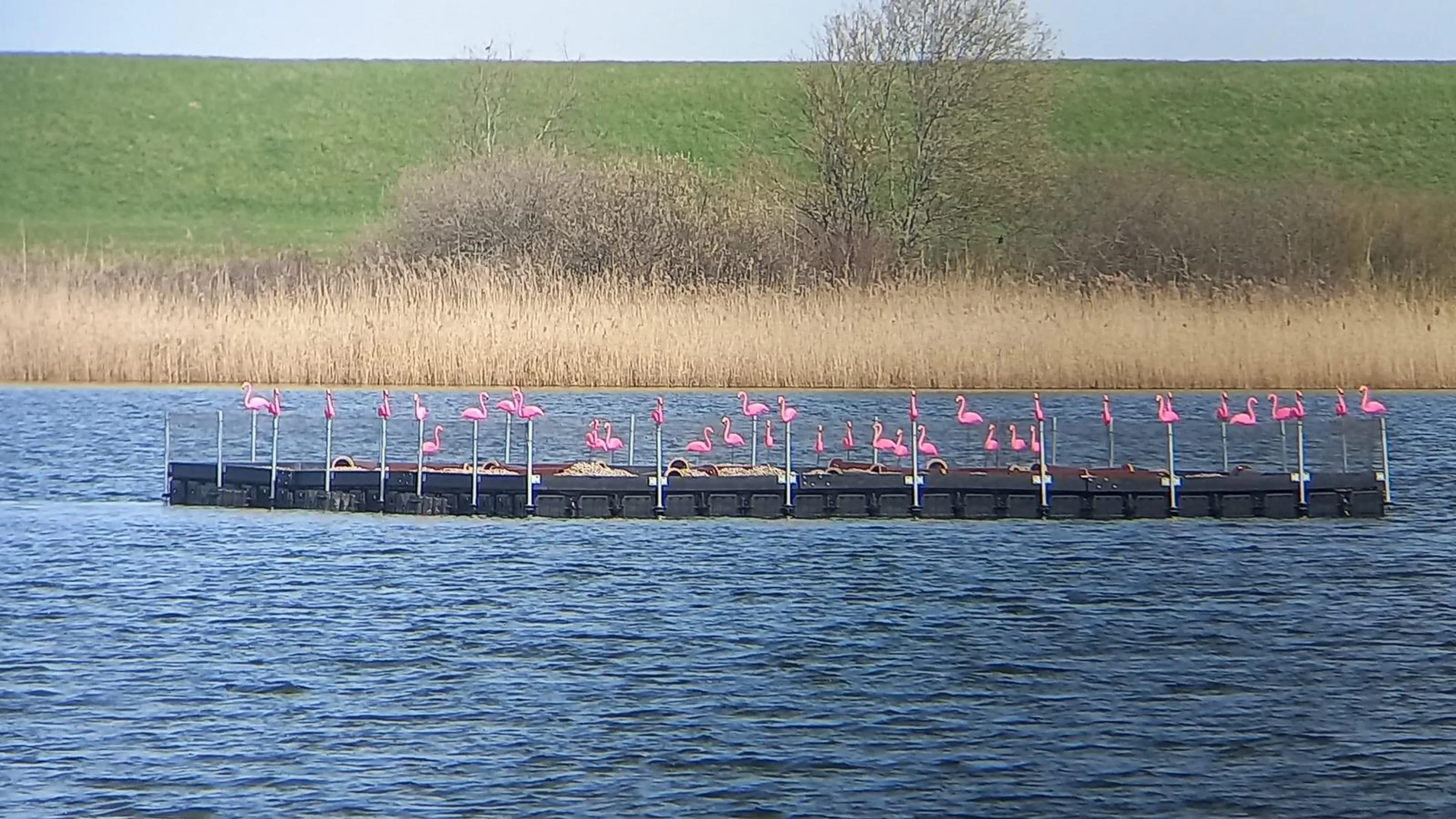 Ludiek of ongewenst? Flamingo-actie in Sirjansland jaagt broedvogels weg