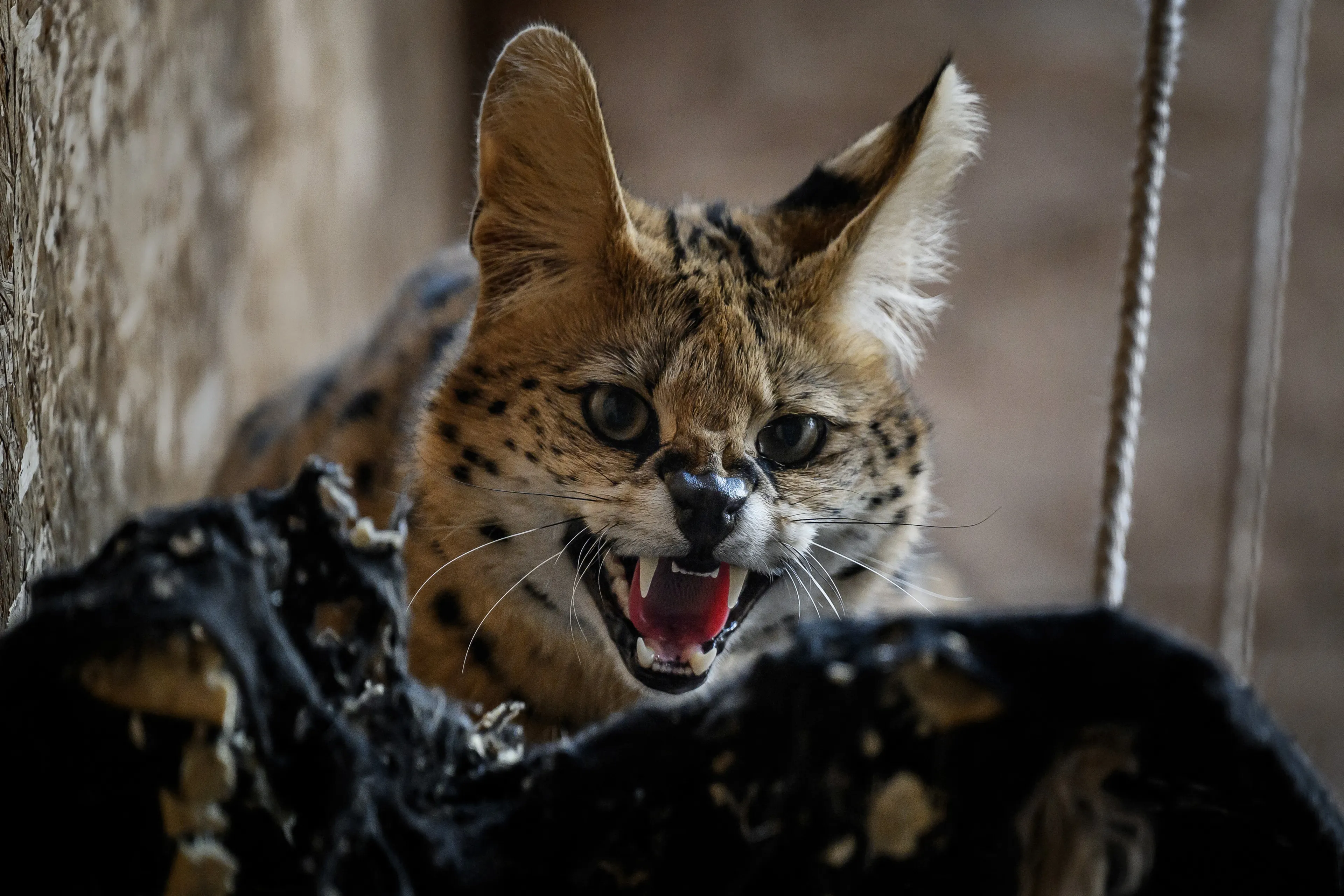 Serval loopt rond op straat in Haaften: 'Let op uw veiligheid'