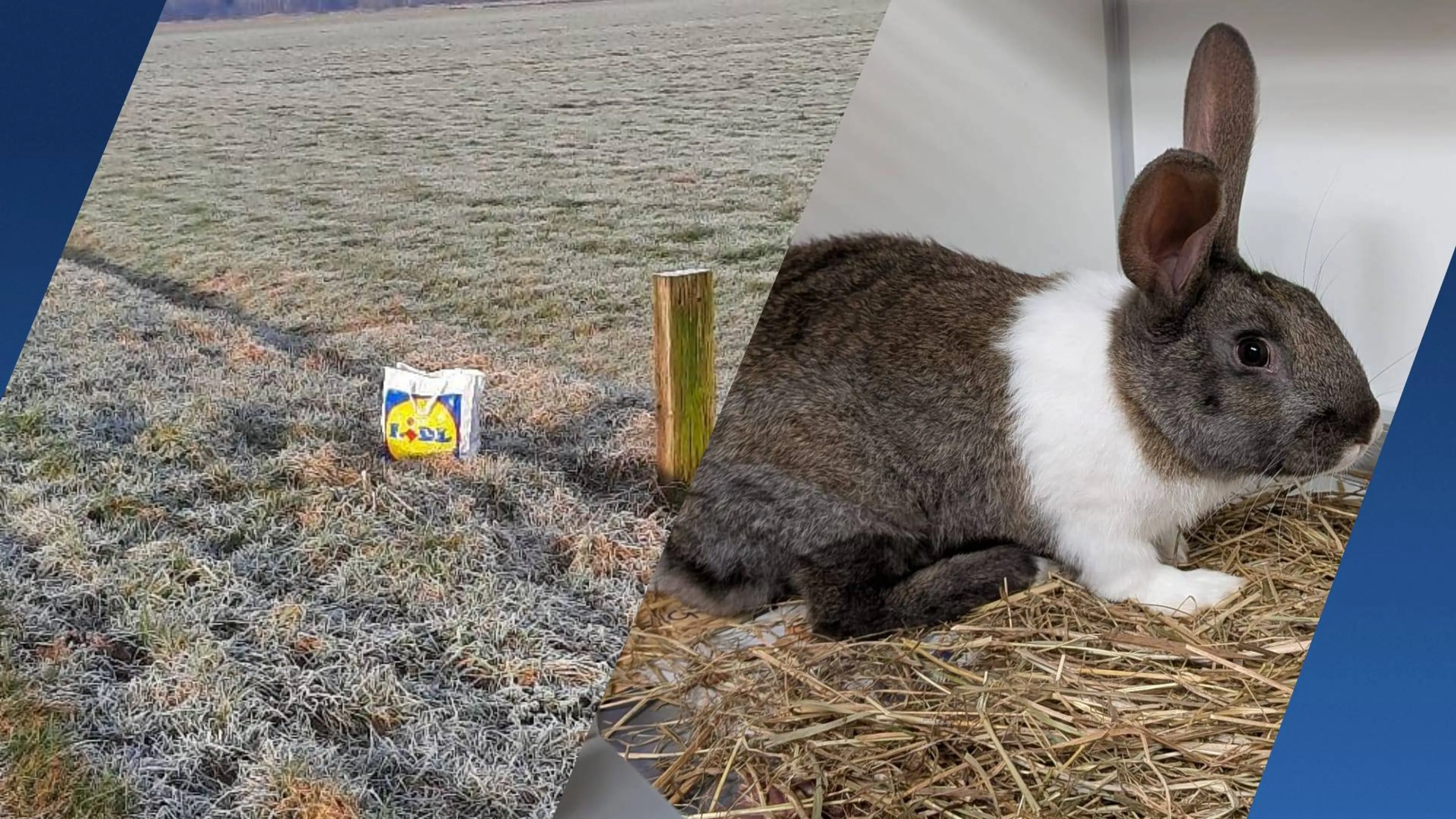 Konijnen in boodschappentas gedumpt in weiland: 'Doorweekt en doodsbang'