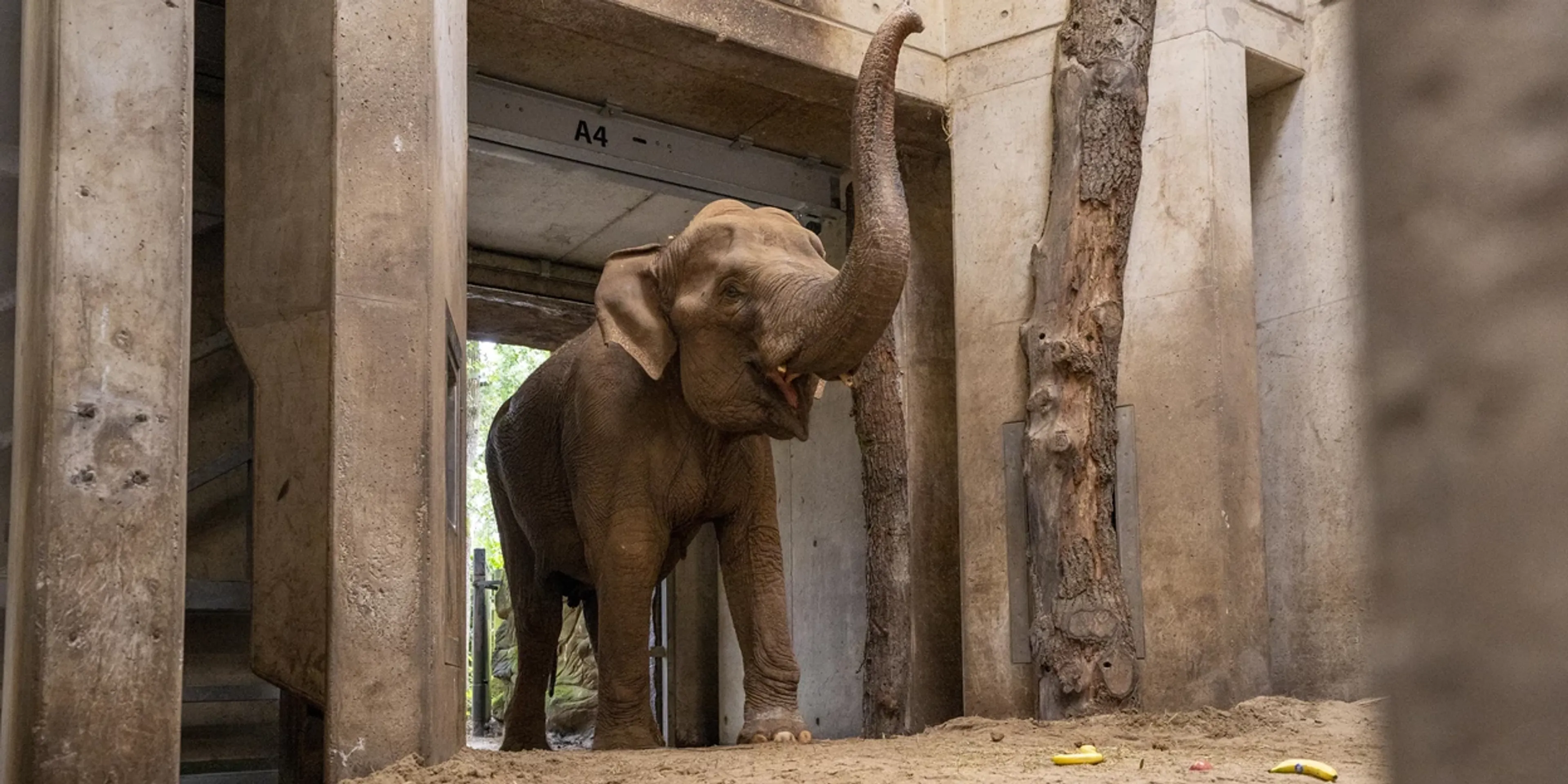Olifant Dhunja overleden in Burgers' Zoo: 'Moesten moeilijke beslissing nemen'