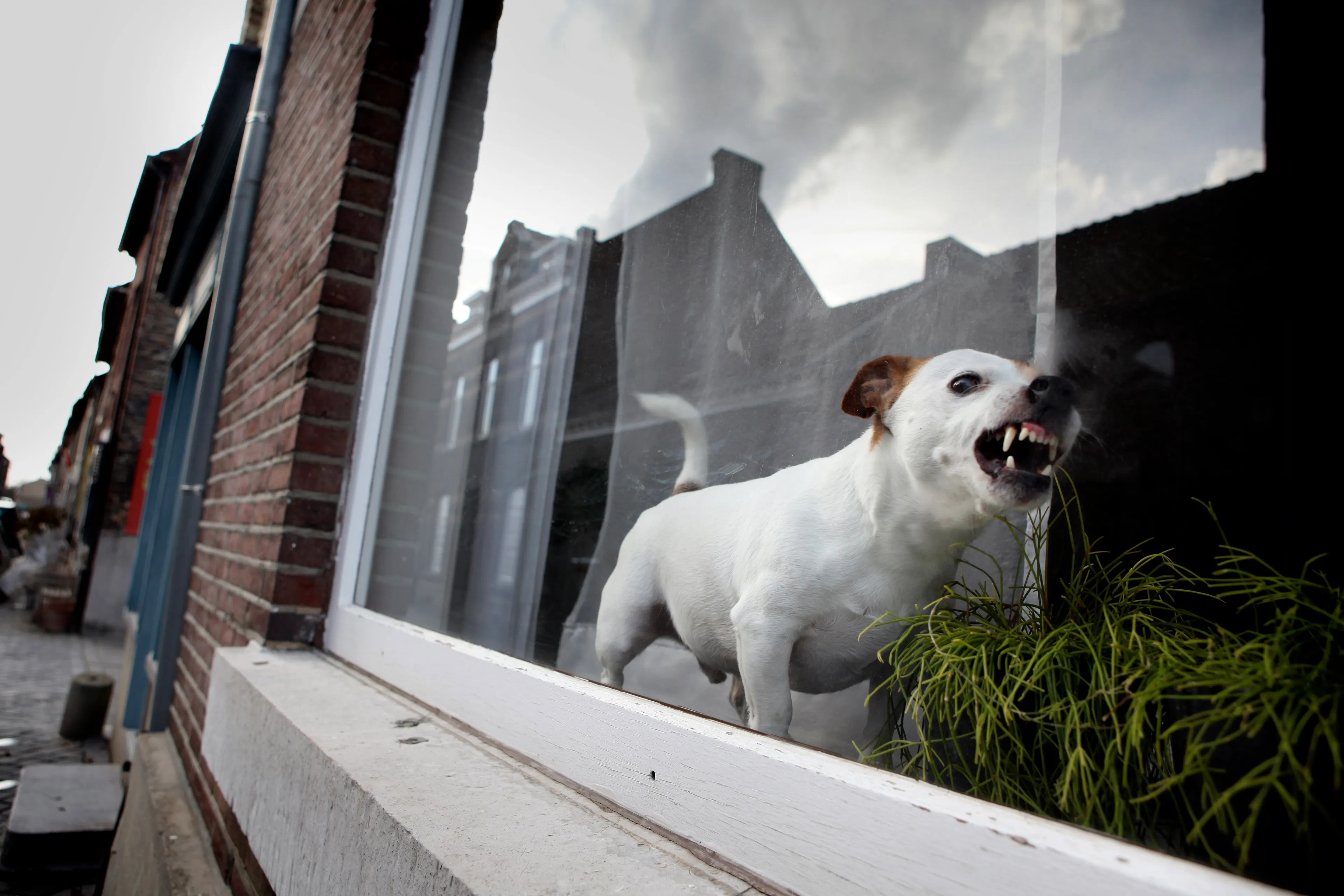 Tsunami aan probleemhonden door coronacrisis: 'Voor ons houdt het op met Beamer'