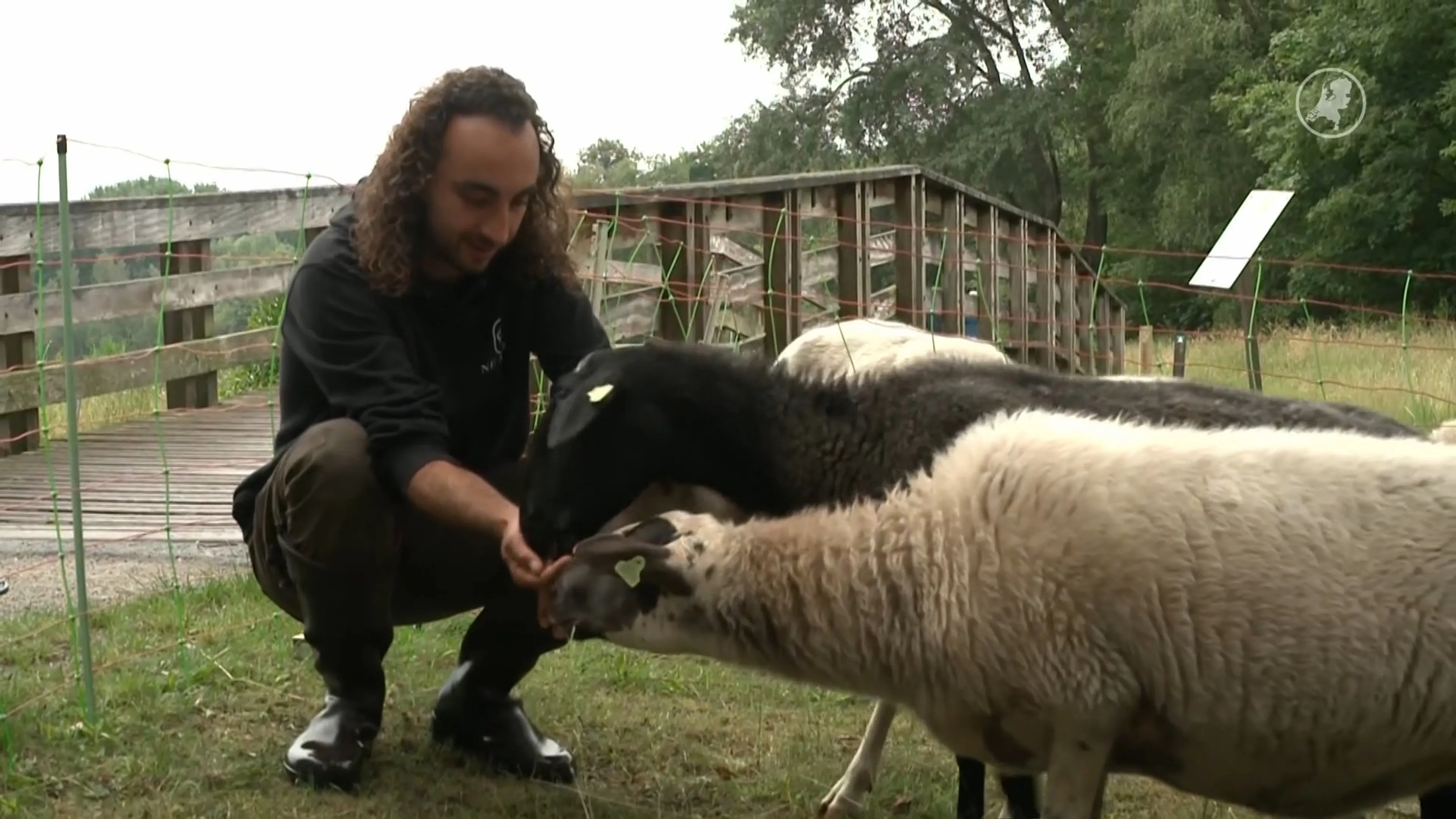 'Idiote challenge' op sociale media: schapen opjagen met stokken