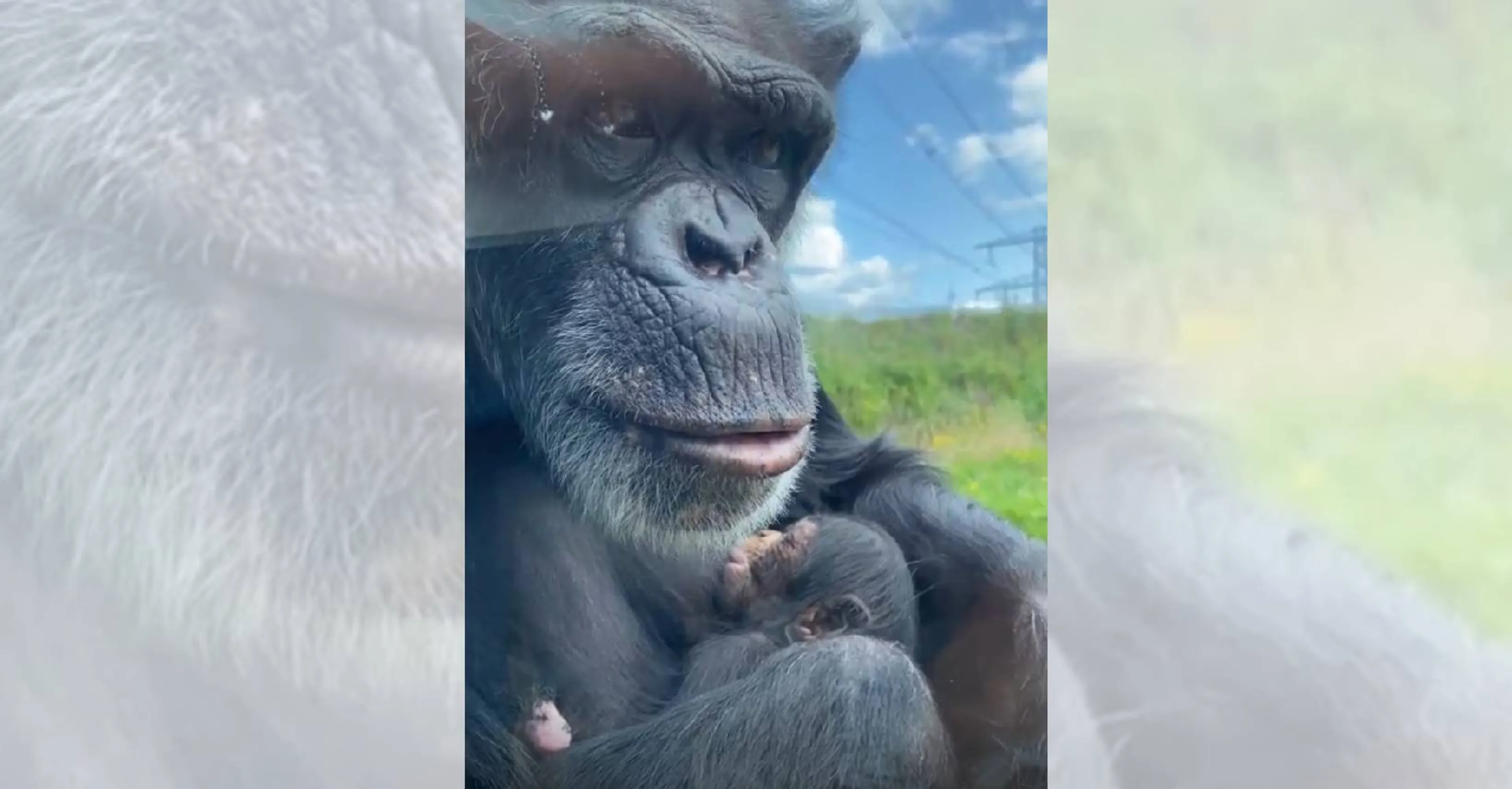 Tweede chimpansee geboren in korte tijd bij Eindhoven Zoo