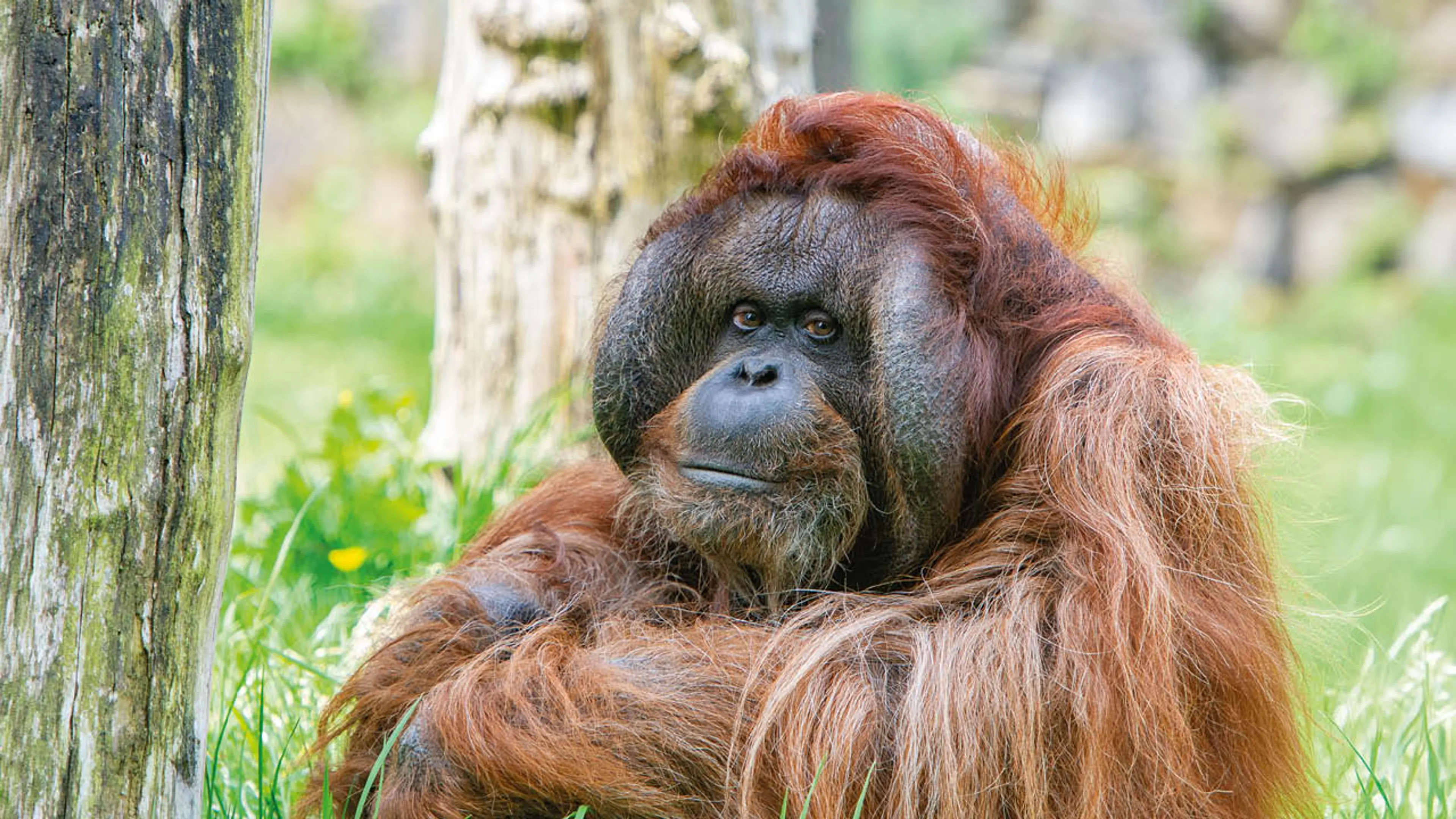 Verdrietig nieuws uit Apenheul: orang-oetan Kevin overleden