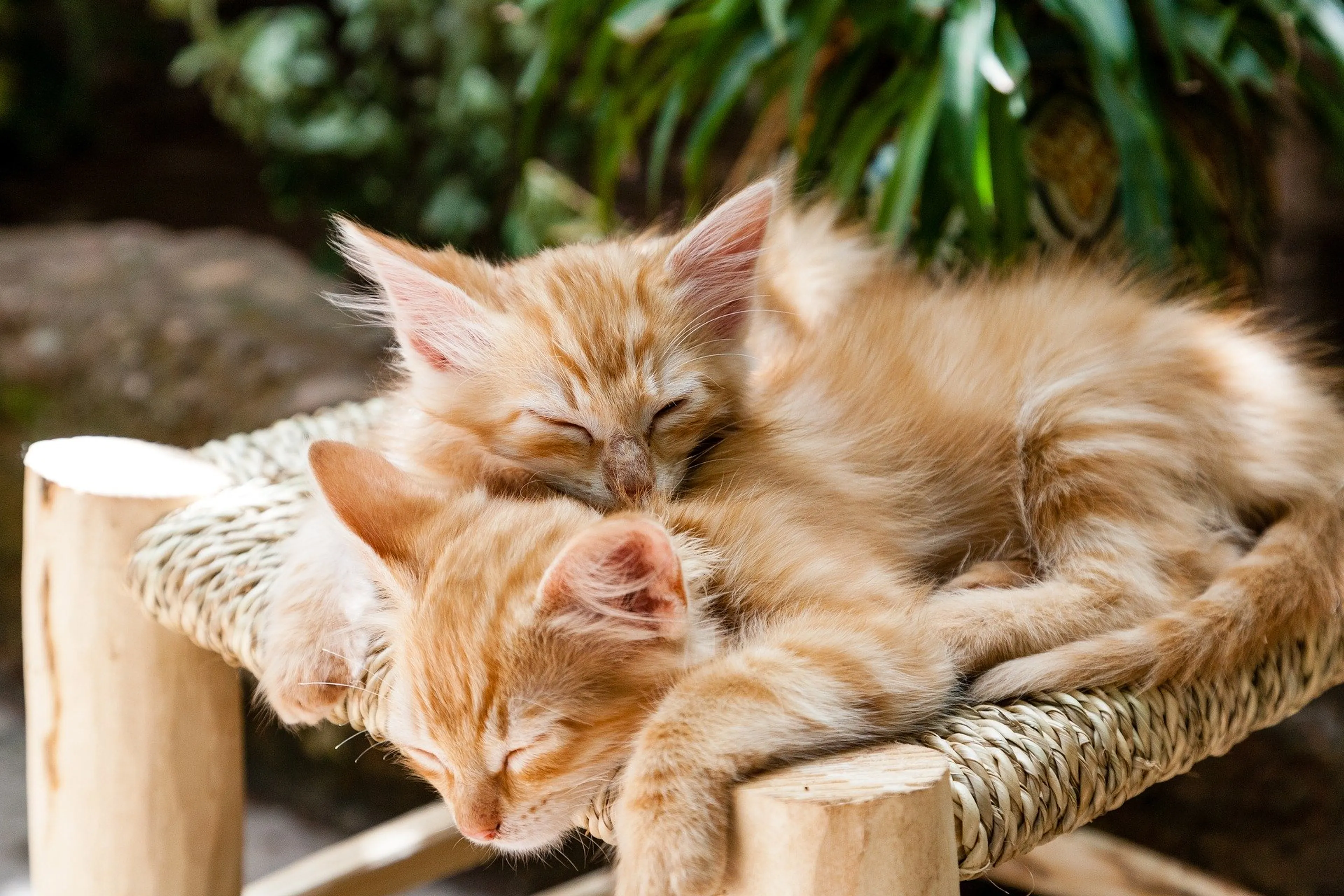 Van Simba tot Ratatoetje: dit zijn de populairste kattennamen van 2024