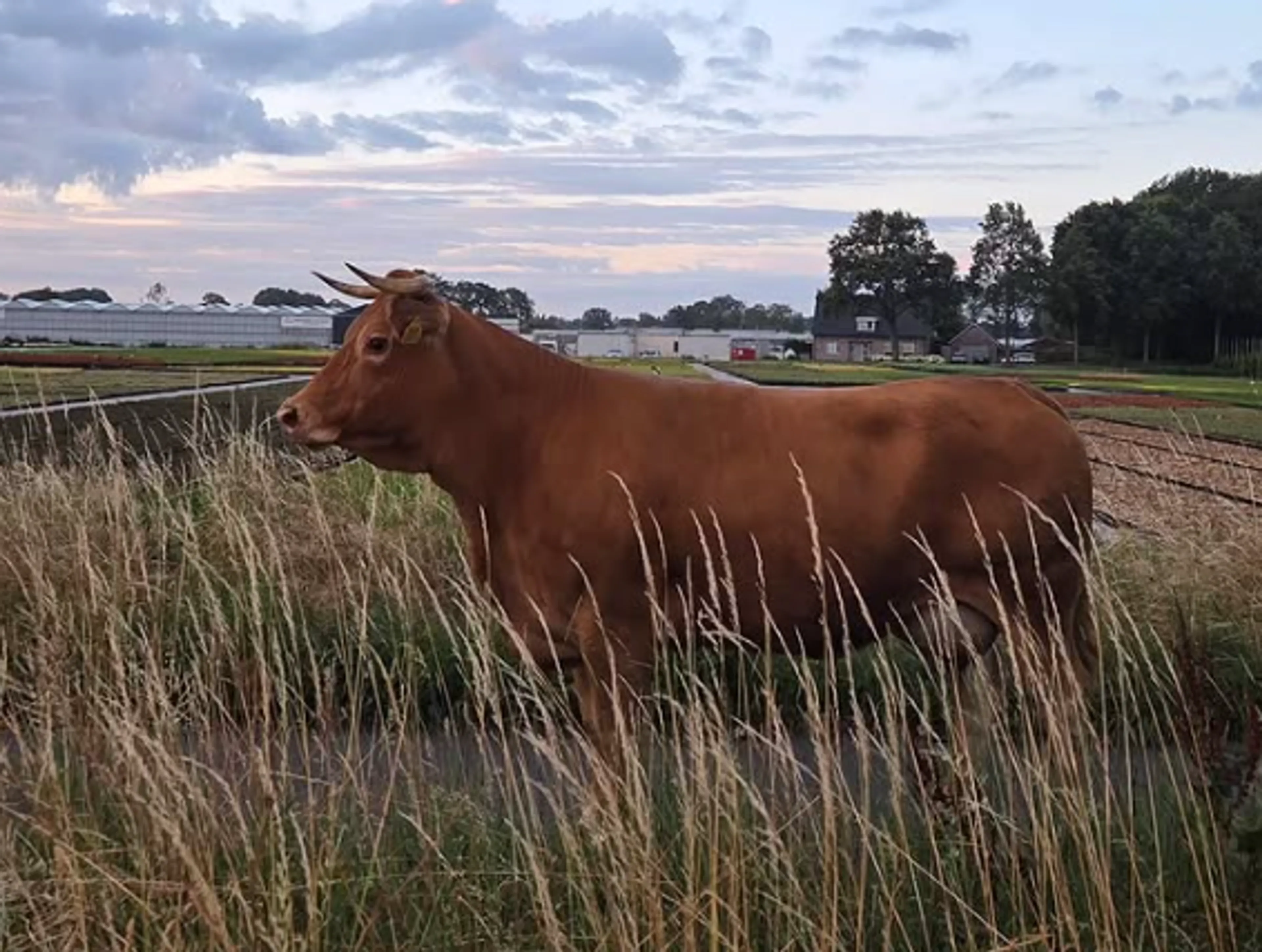 Ontsnapte koe loopt langs N65, politie brengt dier veilig terug naar de wei
