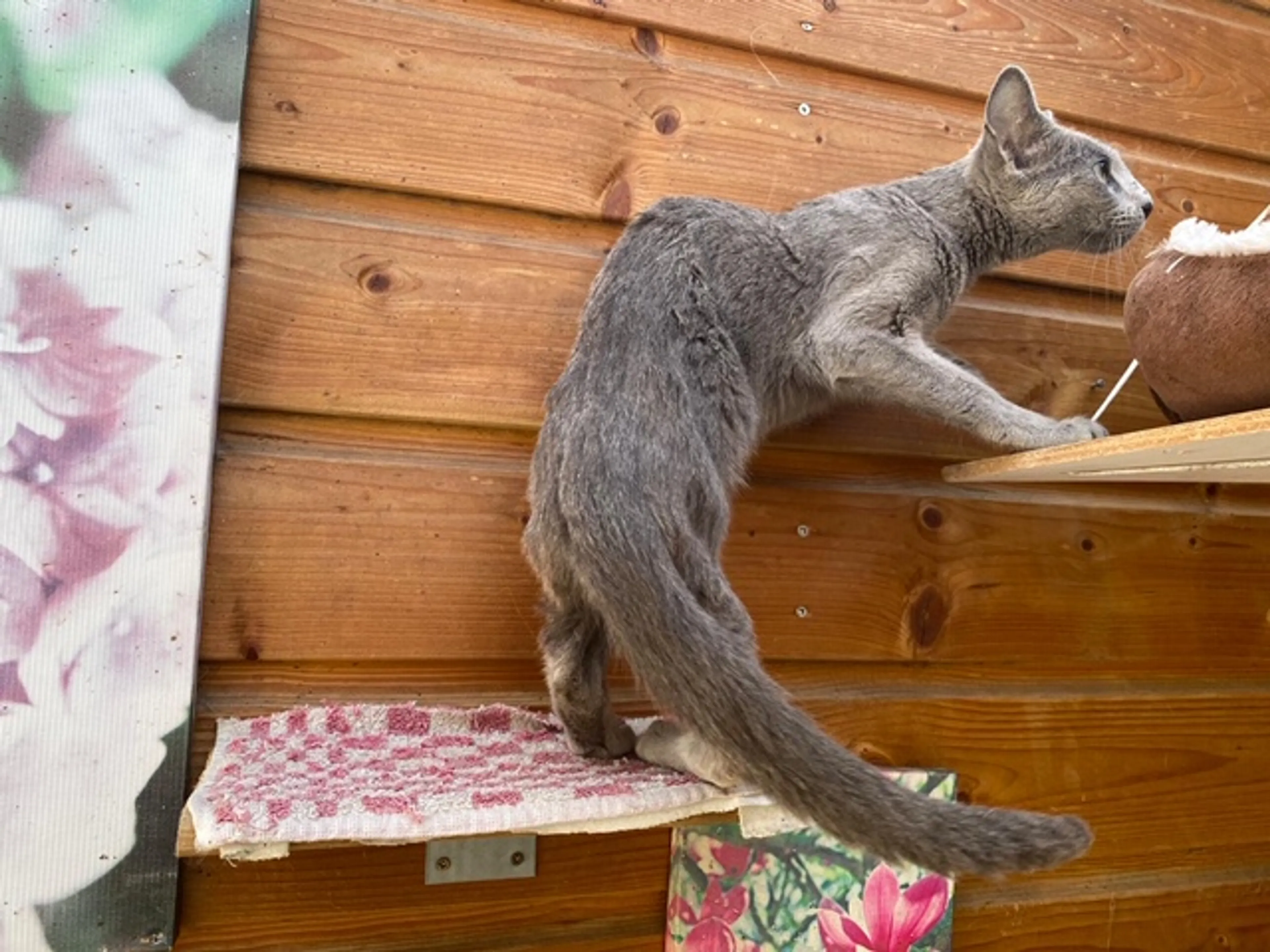 Kat Una raakt kwijt op veerboot, superspeurders vinden kat én ontroostbaar baasje