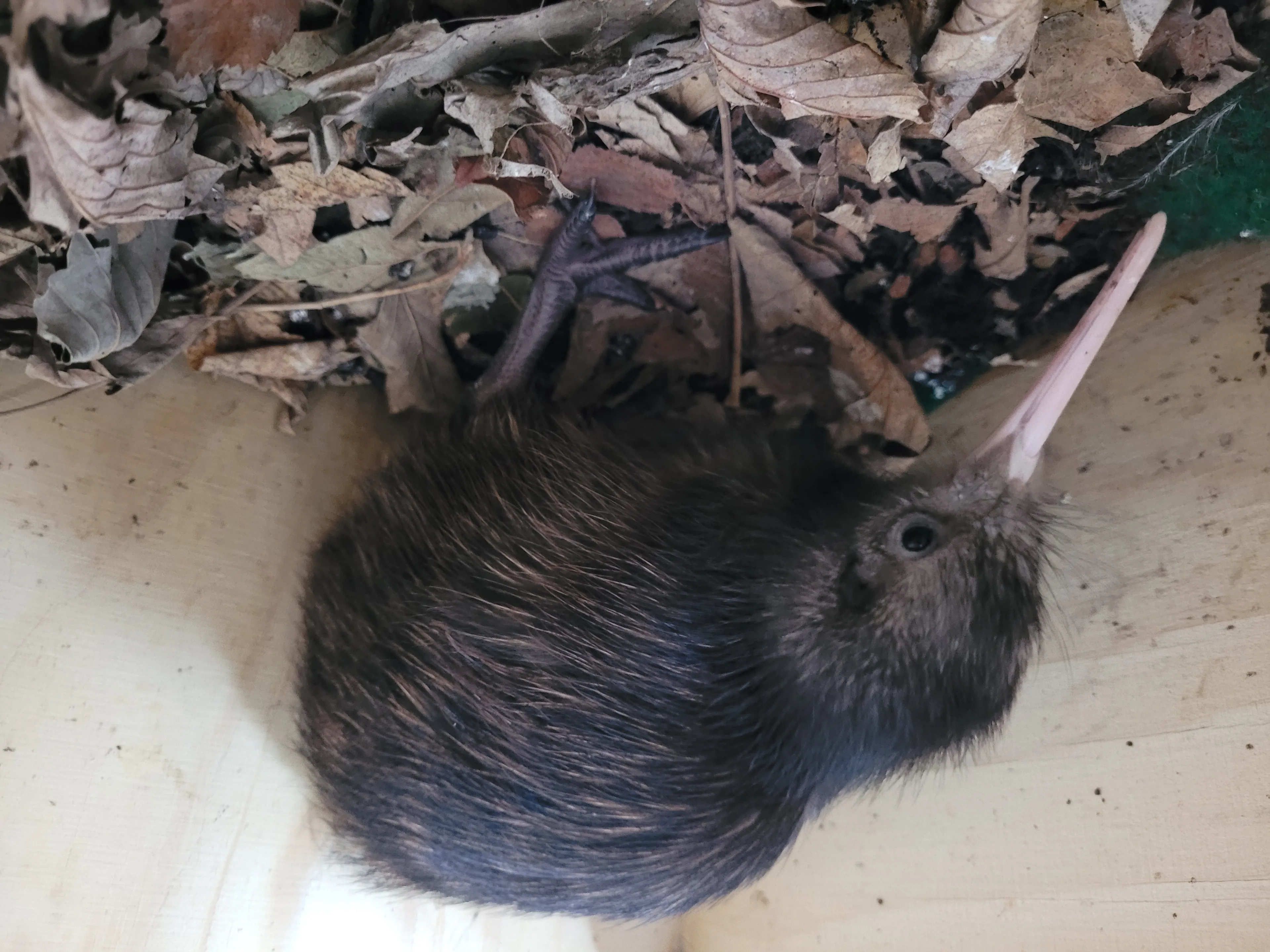 Zeldzame kiwi kruipt uit ei in Avifauna