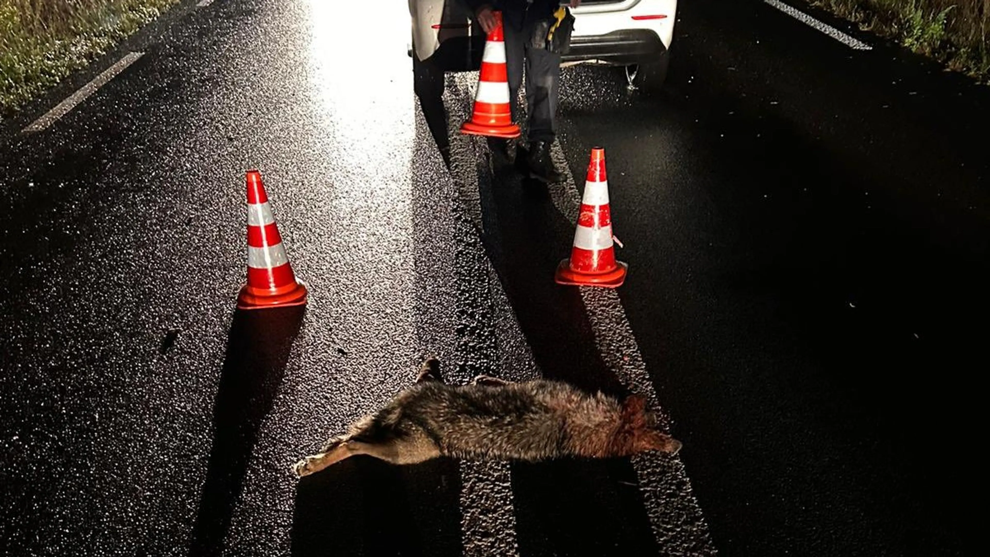 Doodgereden wolven Otterlo zijn welpen