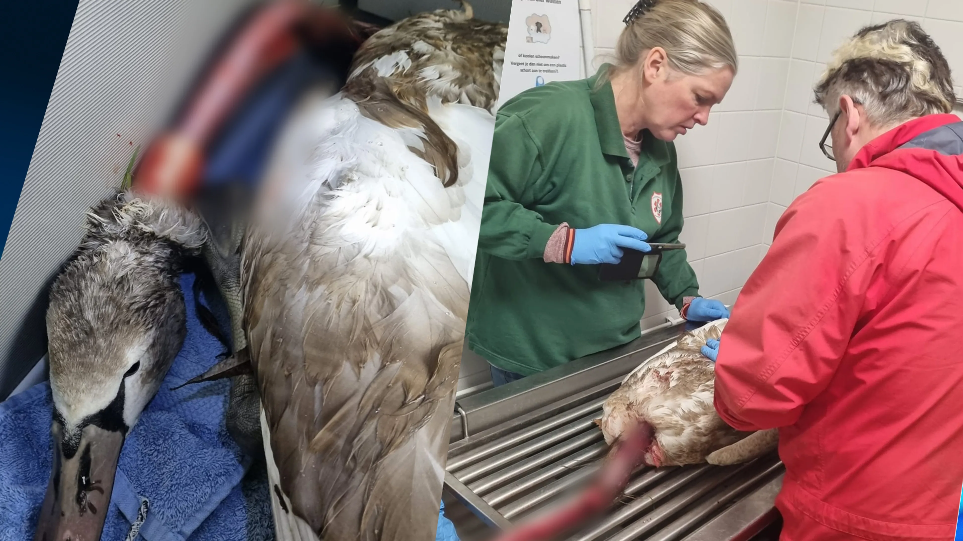 Zwaan ernstig toegetakeld door hond: 'Hij was van borst tot kop volledig ontveld'
