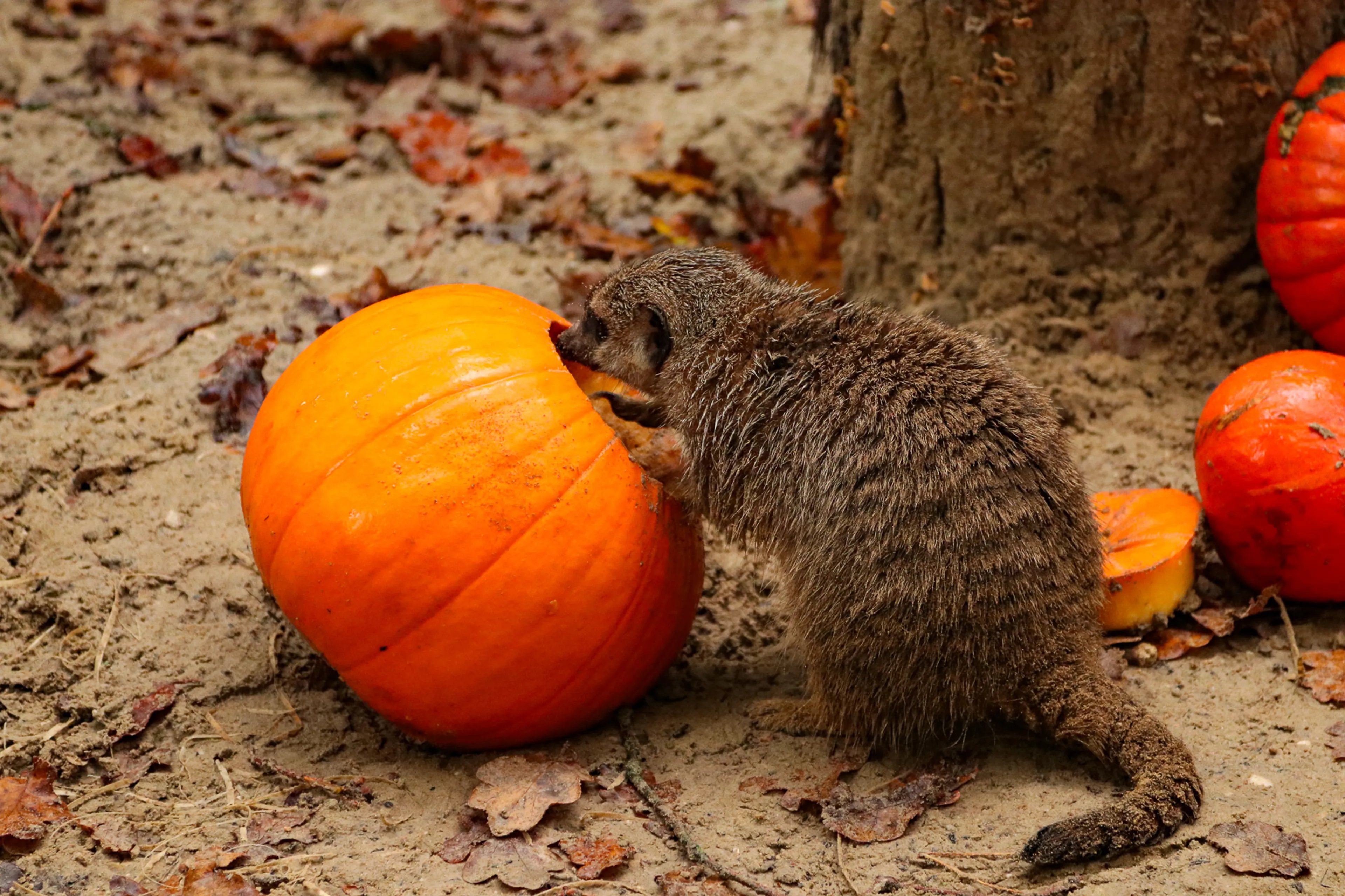 Niet alleen mensen vieren Halloween: stokstaartjes in Dierenpark Amersfoort krijgen verrassing