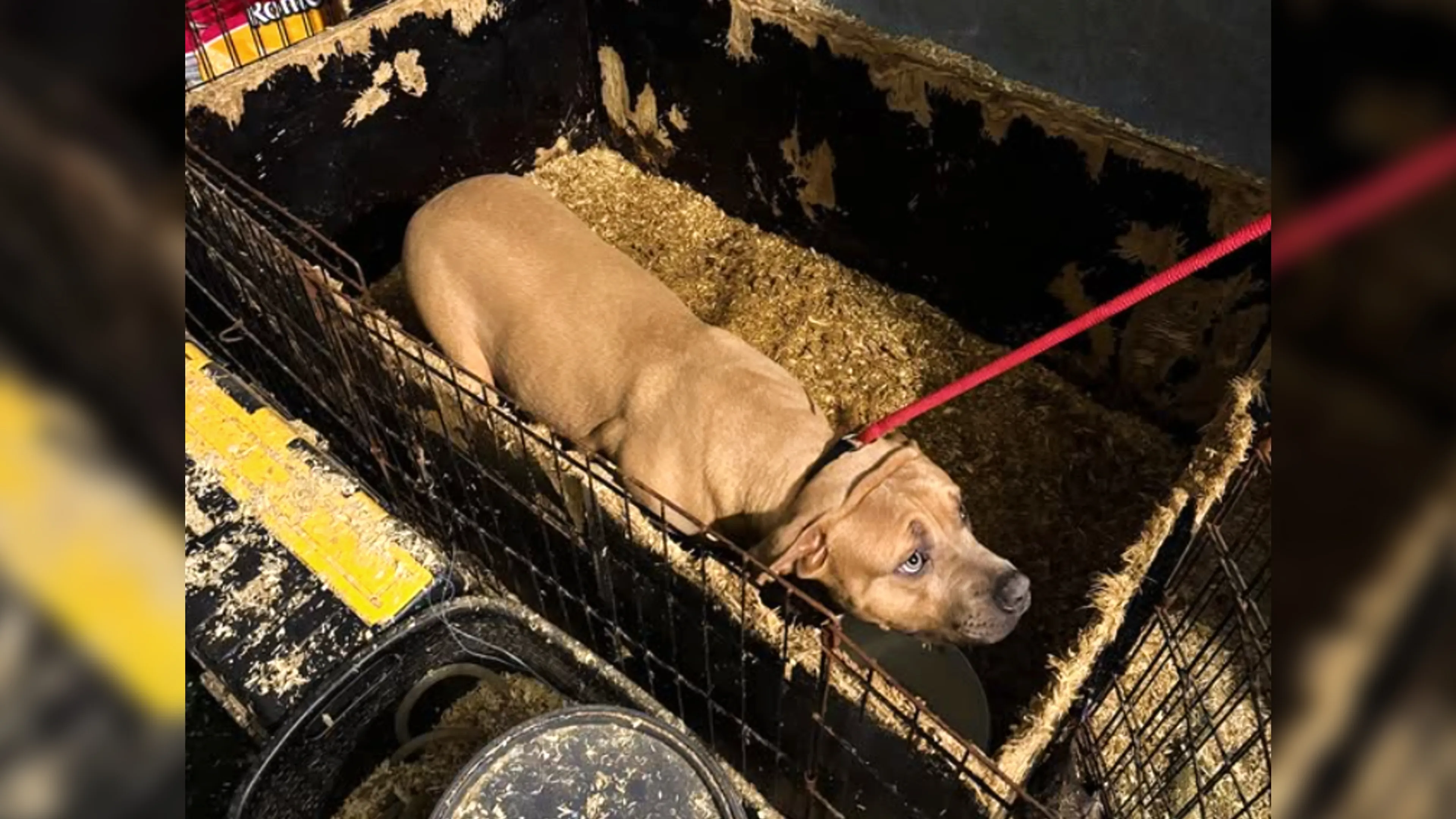 Opgesloten honden zonder water aangetroffen in woning, eigenaar mogelijk op vakantie