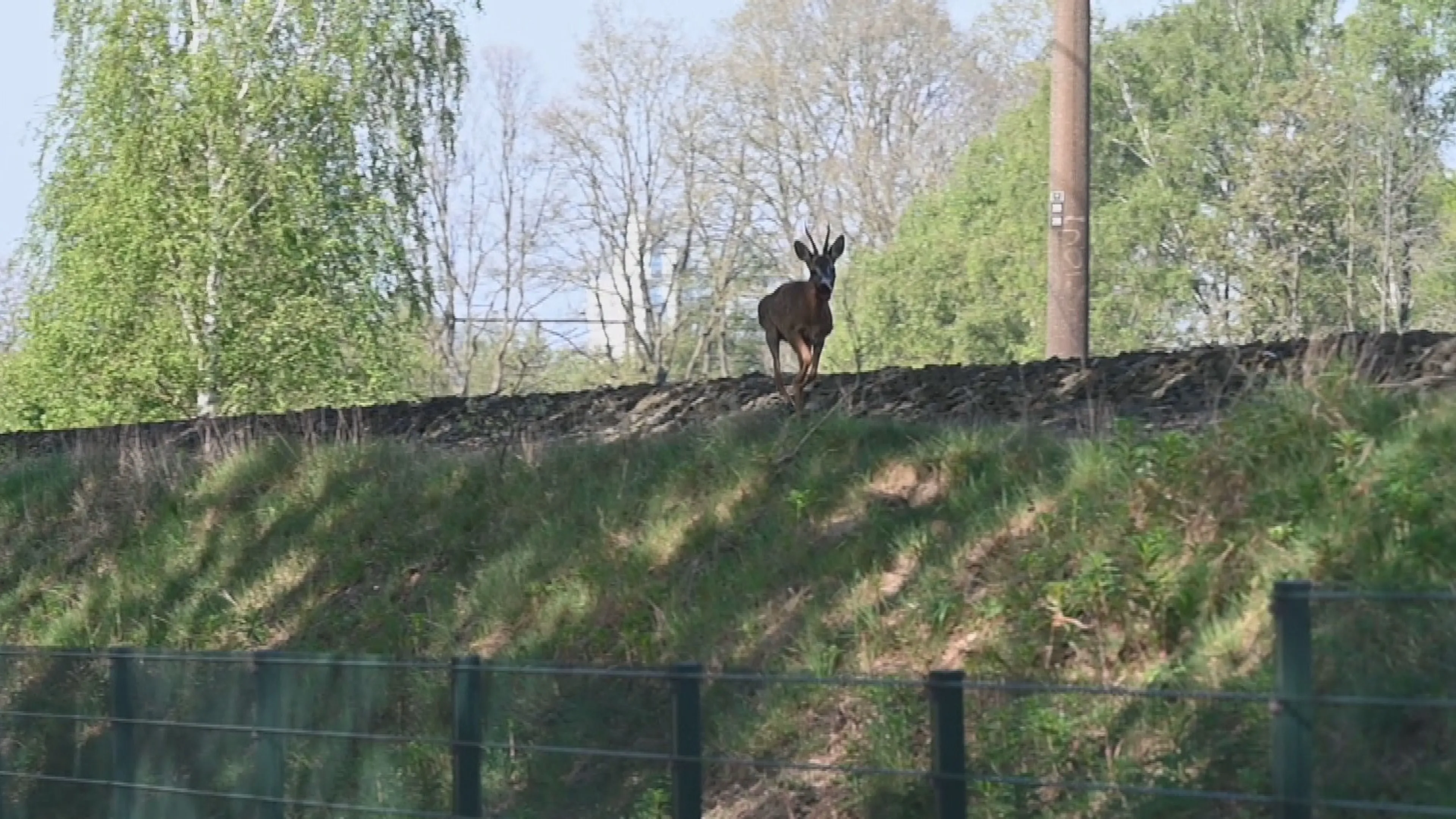 ProRail heeft handen vol aan ree die spoor bij Tilburg bezet houdt
