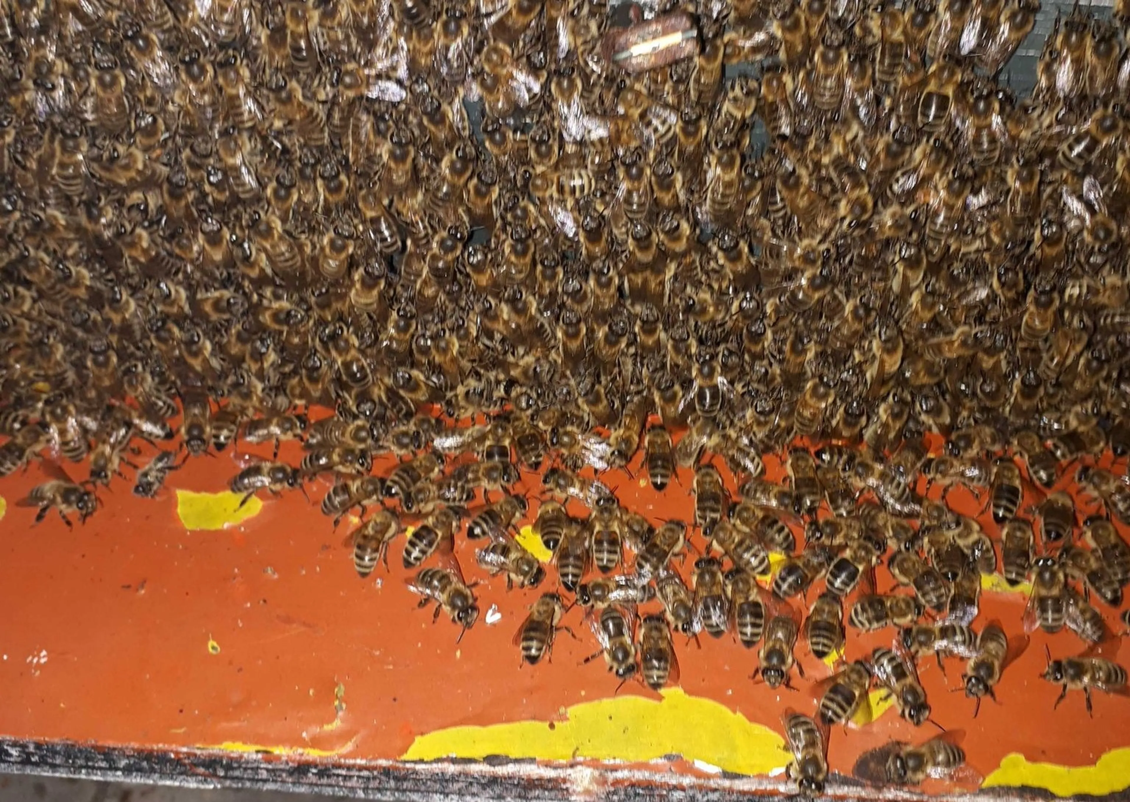 Half miljoen bijen ingenomen in Veldhoven na 'wekenlange ruzie'