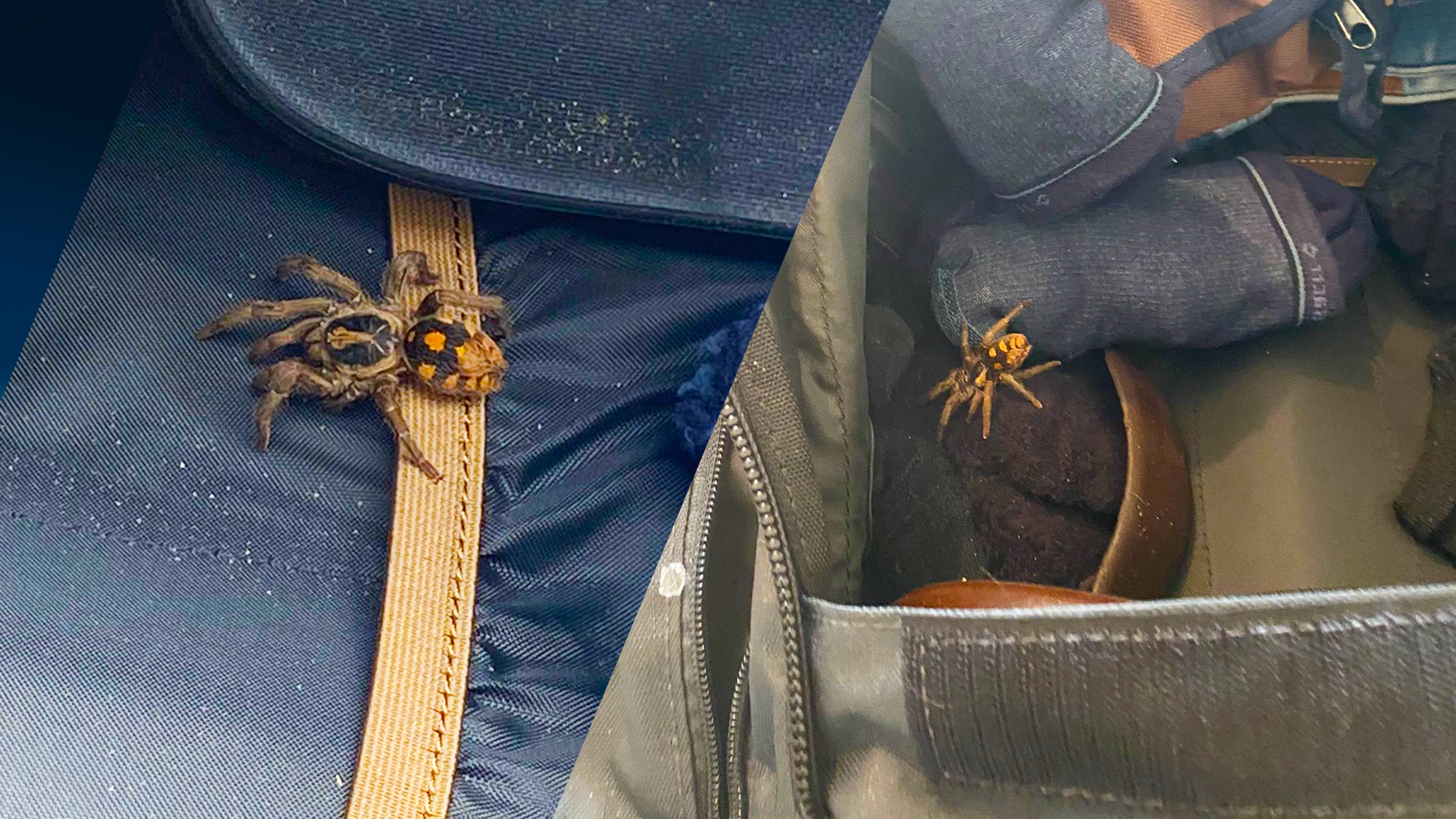 Roel ontdekt vogelspin in zijn reistas: 'Heb je alle gevaren in Colombia overwonnen...'