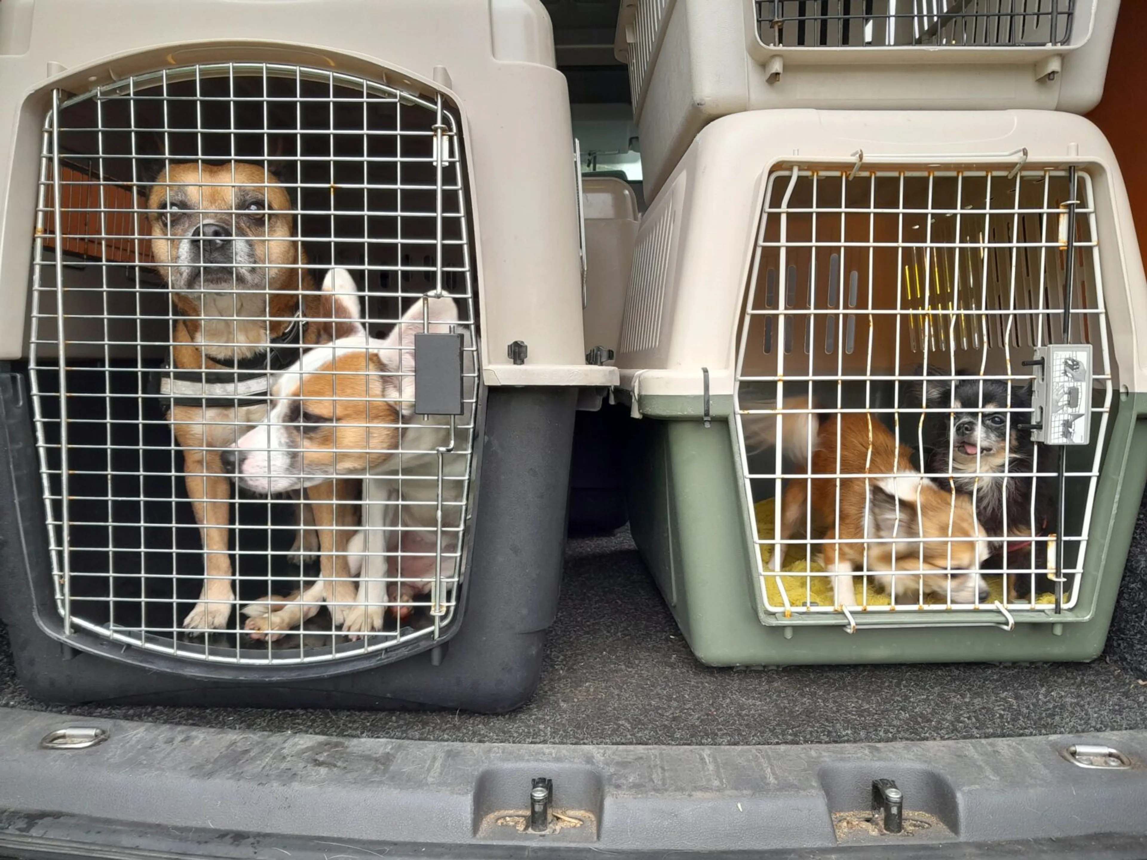Meer dan twintig verwaarloosde katten en honden gevonden in Goudse woning