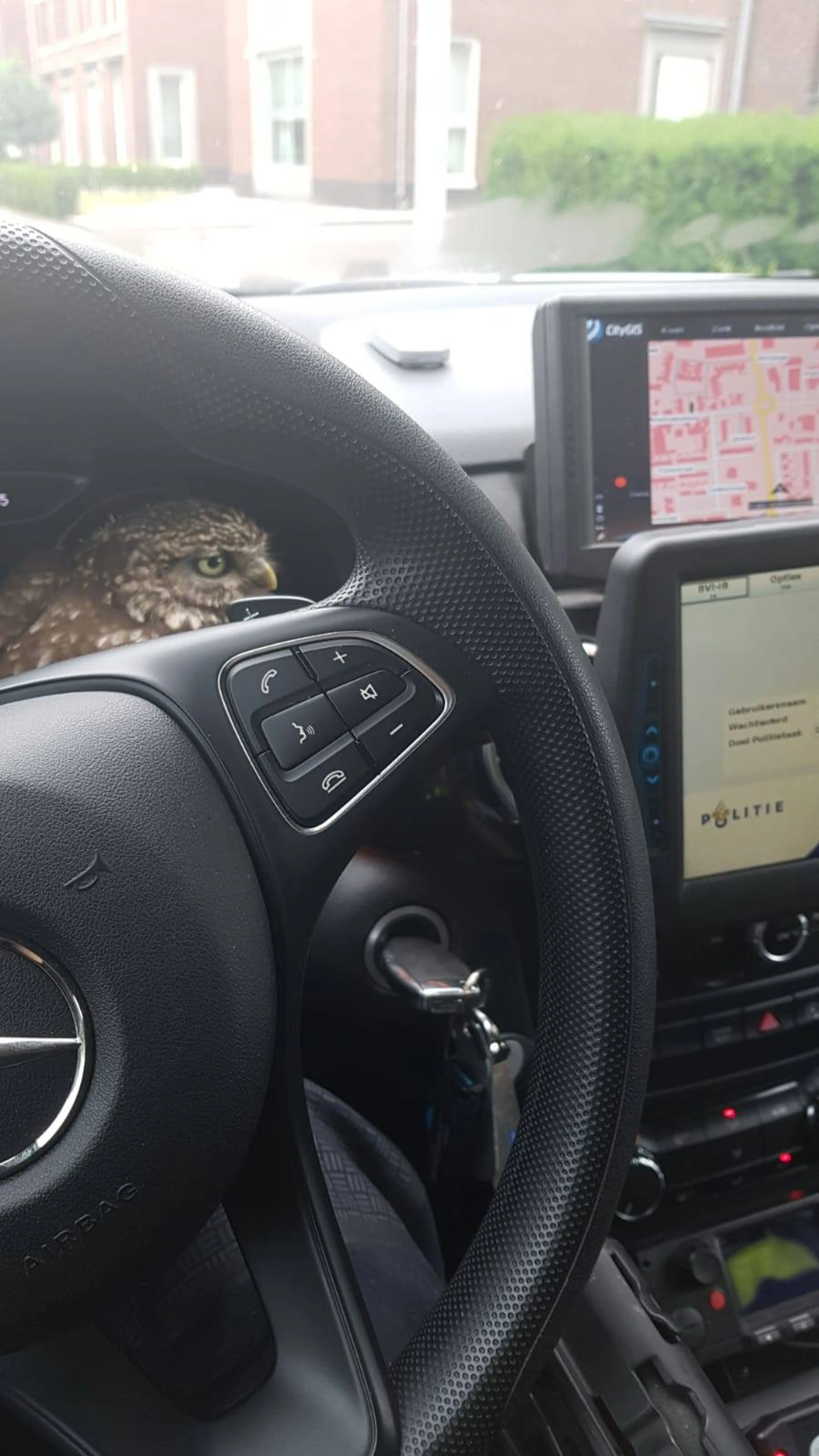 Gewond uiltje vliegt politieauto in en surveilleert mee met agenten