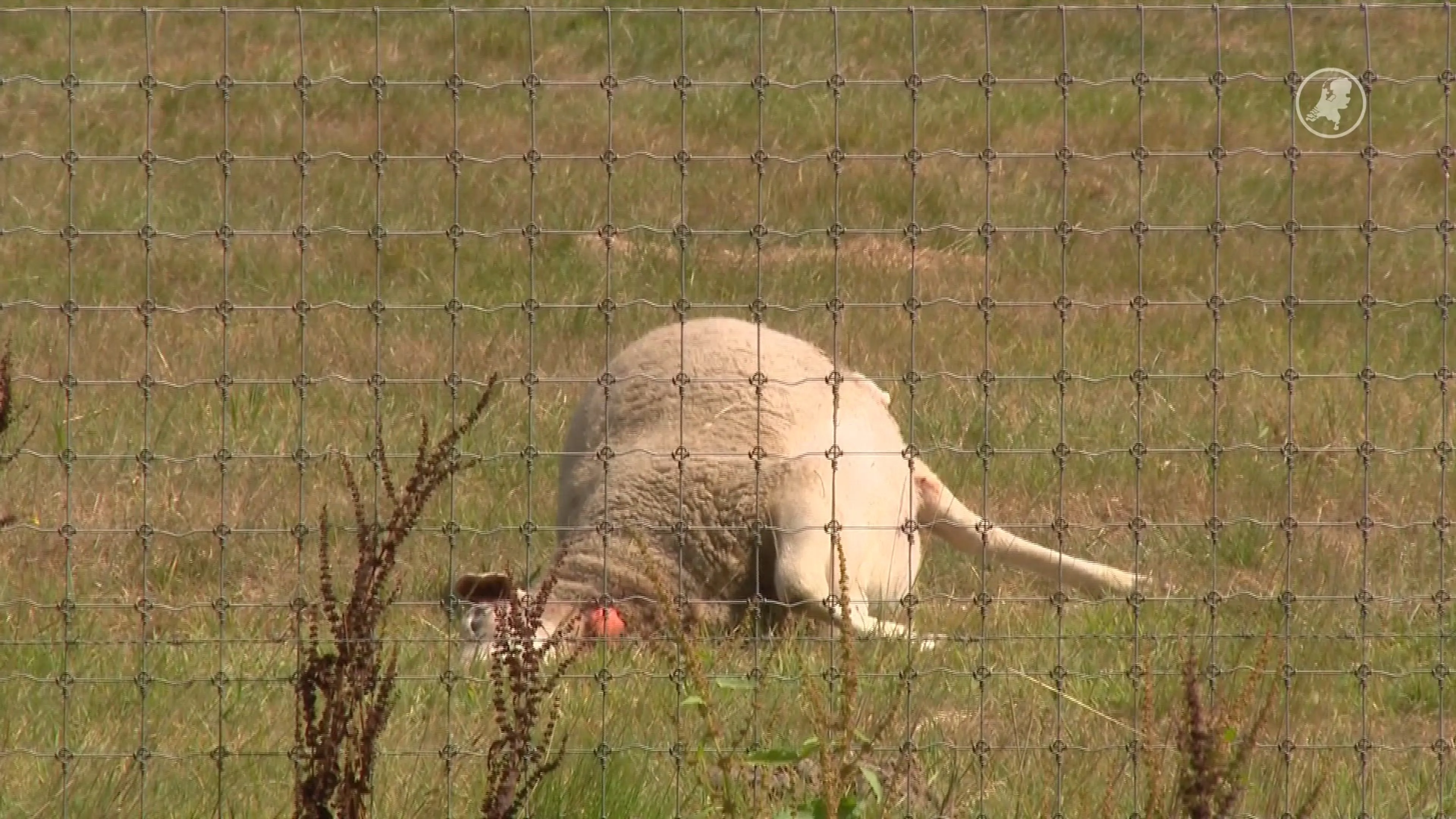 Ontsnapte wolf bijt drie schapen dood in Tegelen