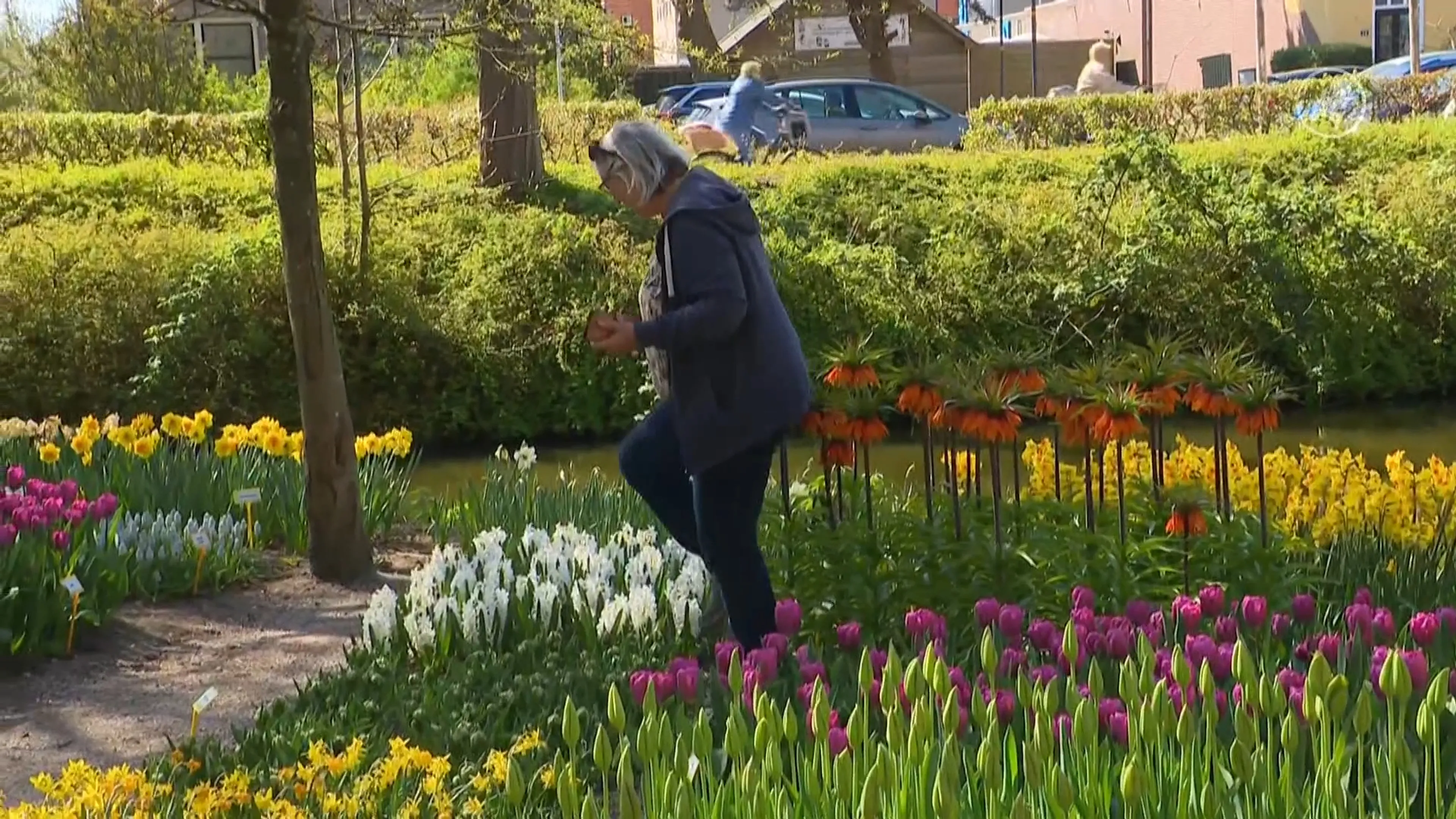 Frustratie in Poldertuin: bezoekers lopen dwars door bloemen