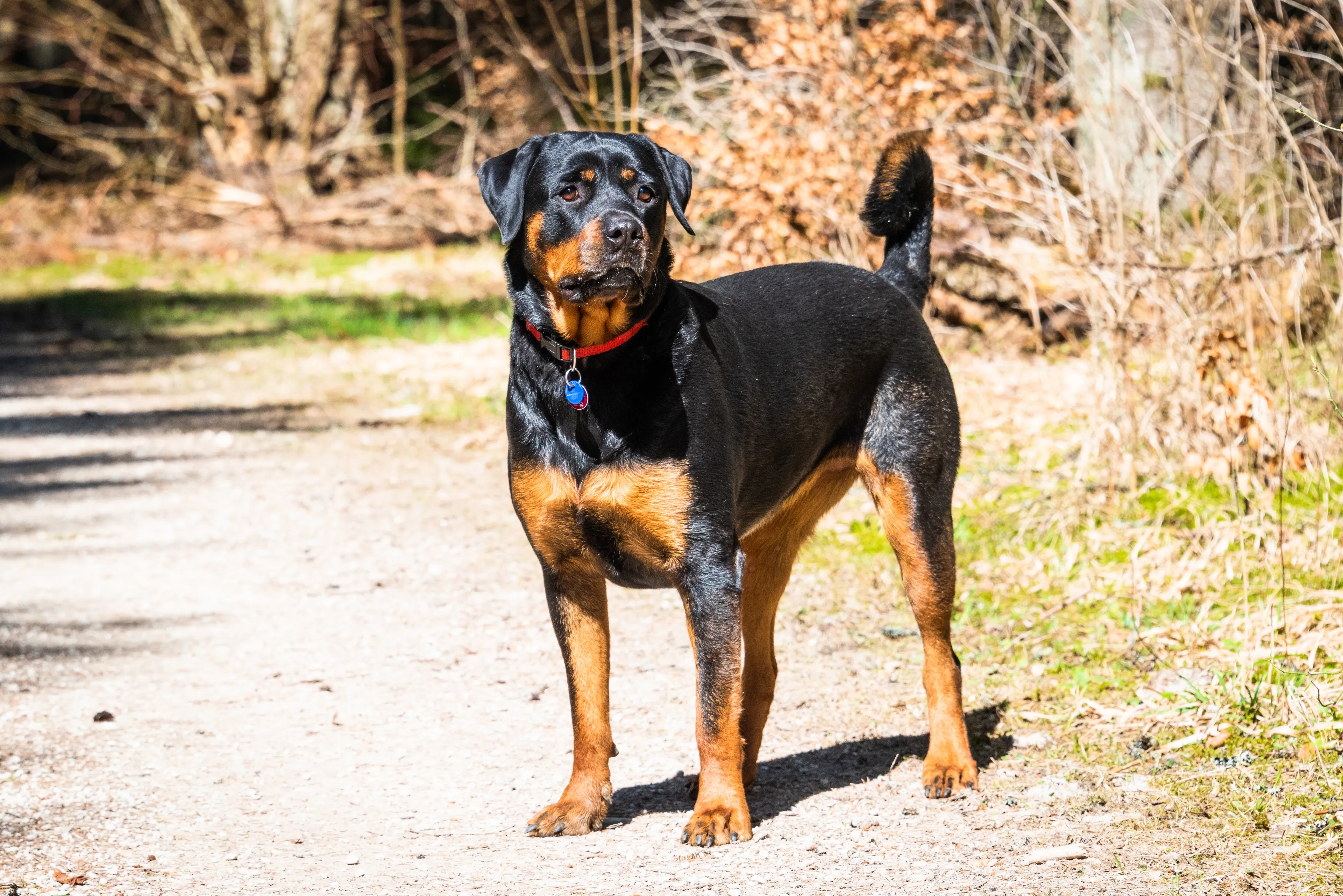 Meisje (14) zwaargewond na aanval rottweiler in Vlodrop