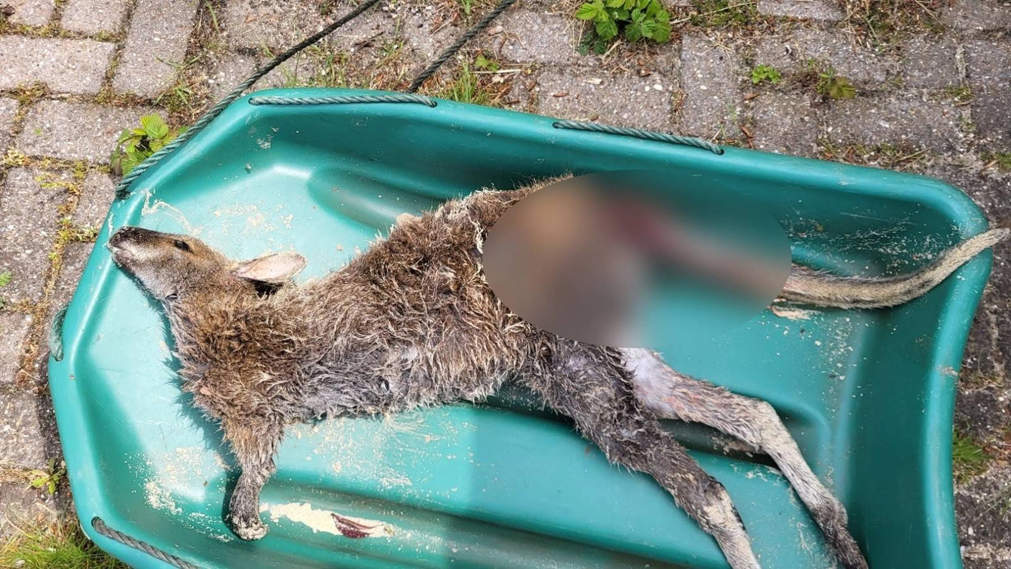 Wallaby doodgebeten bij Zeeuws strand: stichting zoekt eigenaar