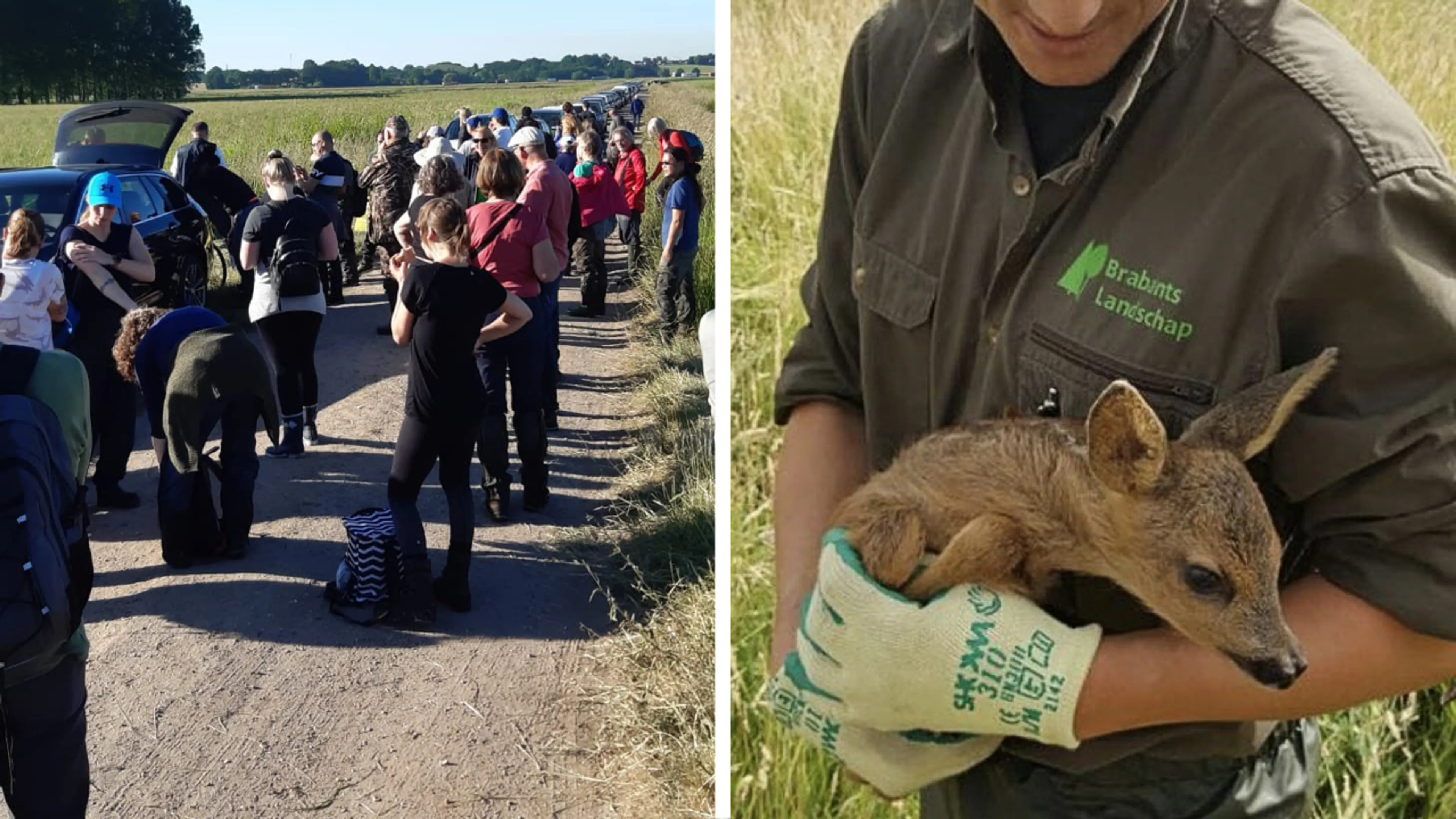 Grote zoekactie om reekalfjes en hazen te redden van de maaidood