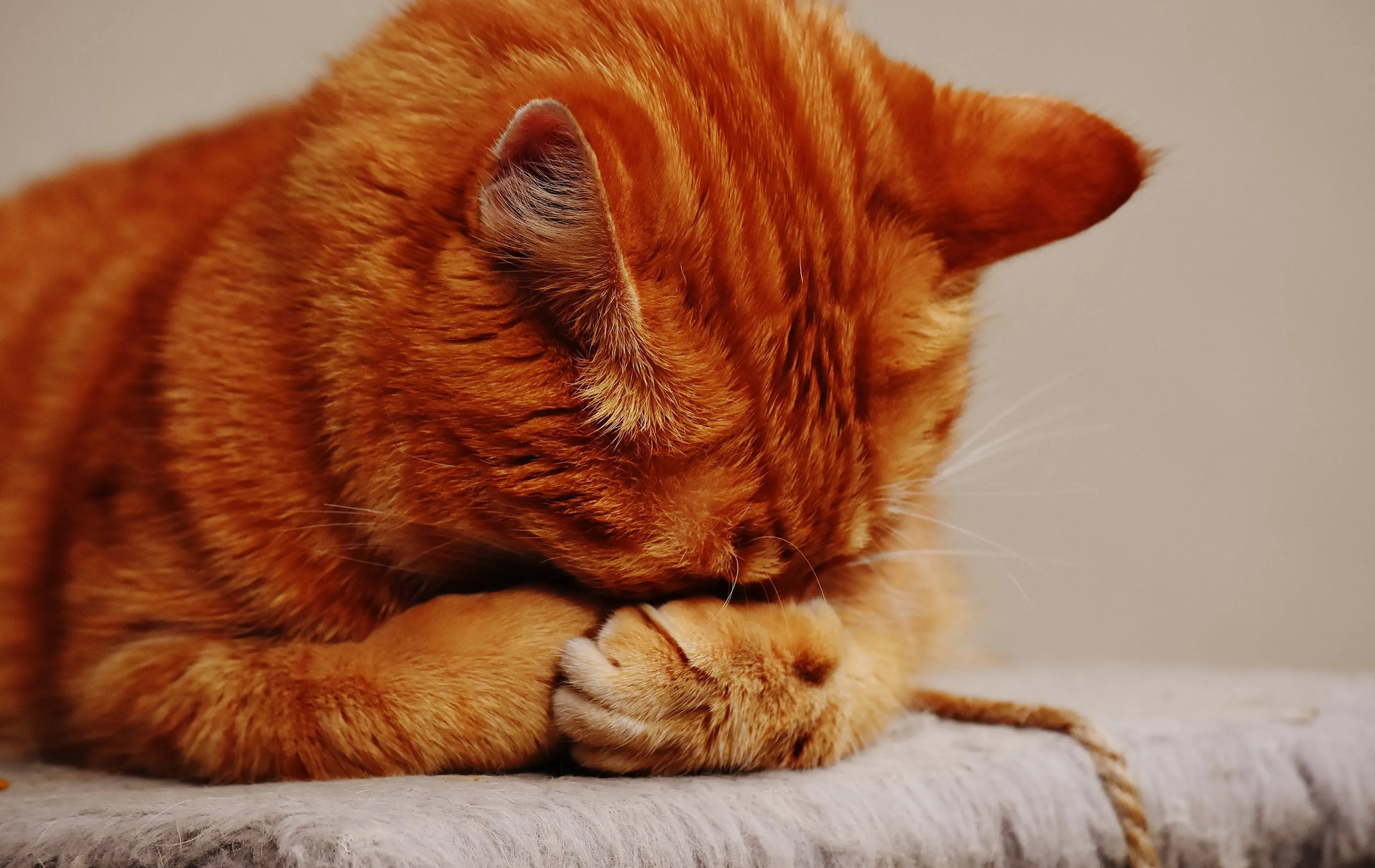 Houdverbod van tien jaar voor dierenmishandelaren dankzij nieuwe wet