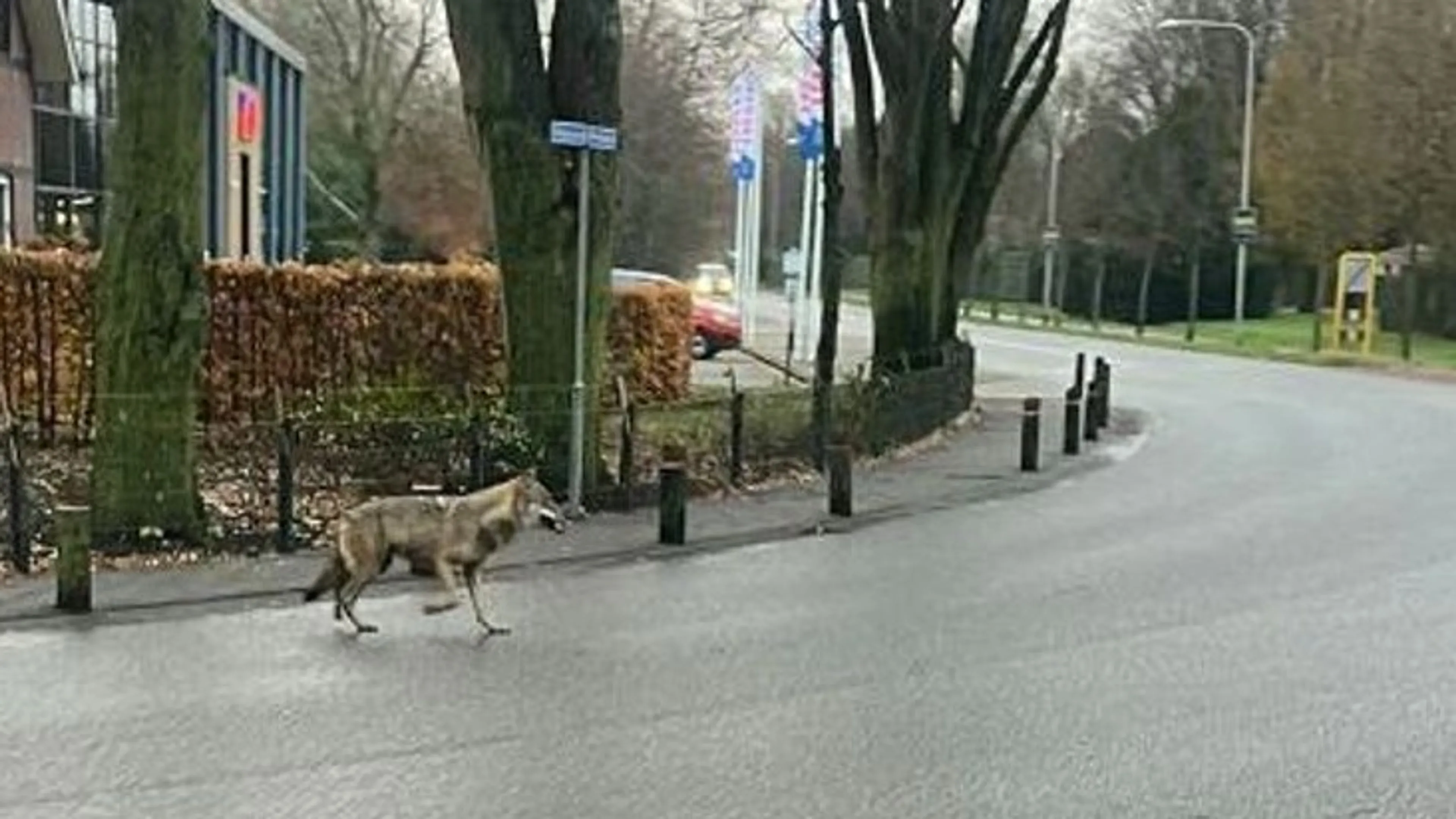Goor in de ban van wolf in woonwijk: 'M'n hond beet me uit angst'