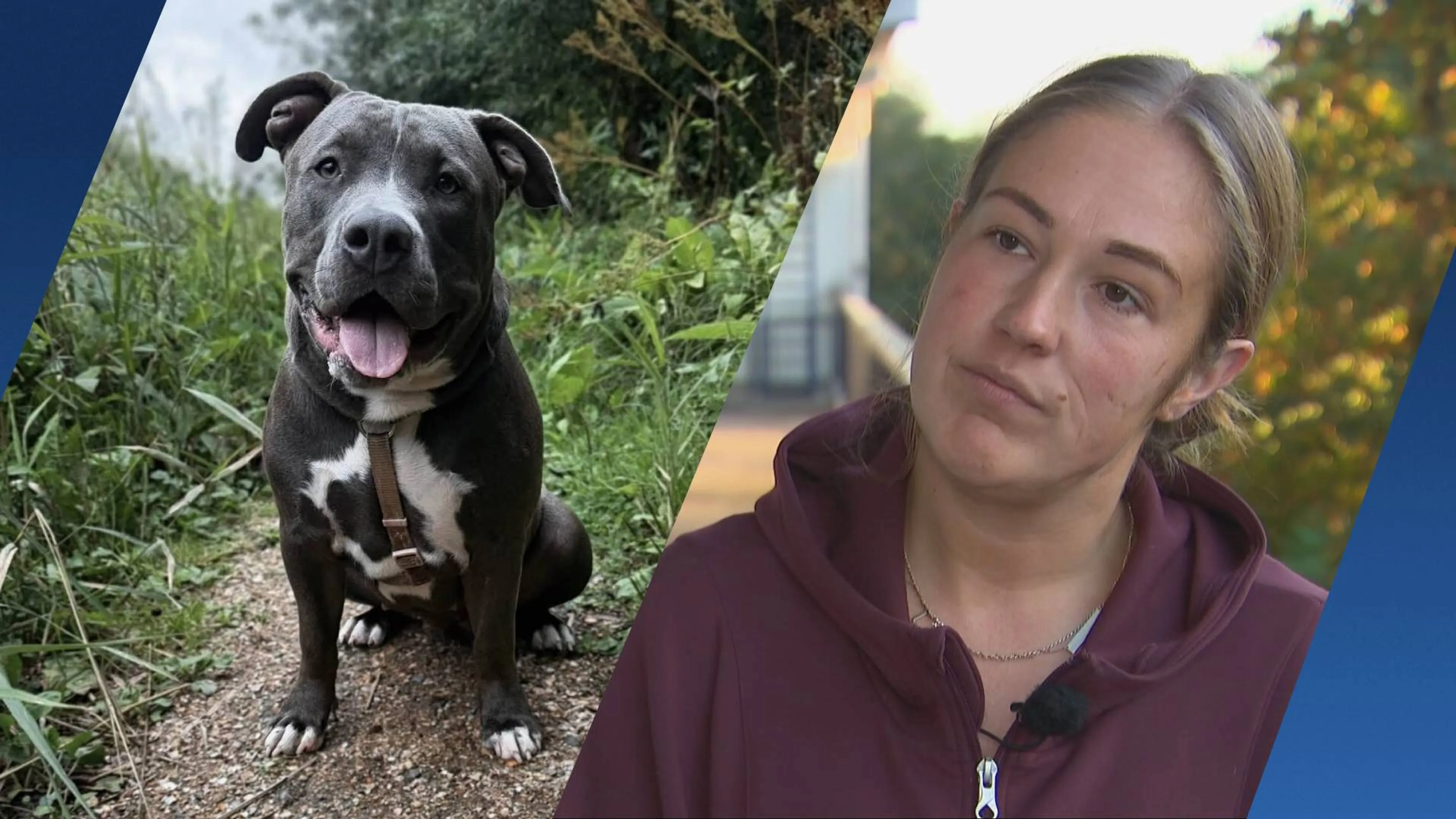 Hond Macy overlijdt na wandeling in Schiedam: ‘Een nachtmerrie’