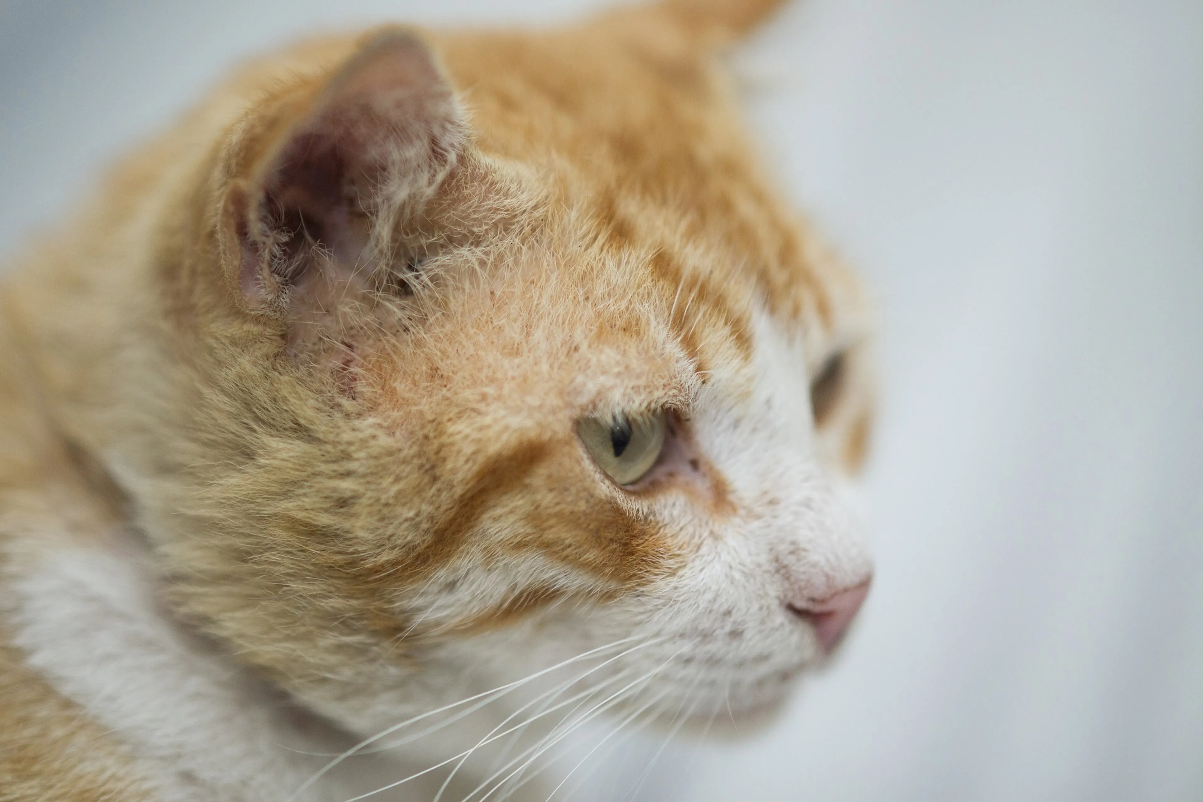 Beschoten kat in Amsterdam overlijdt aan zijn verwondingen