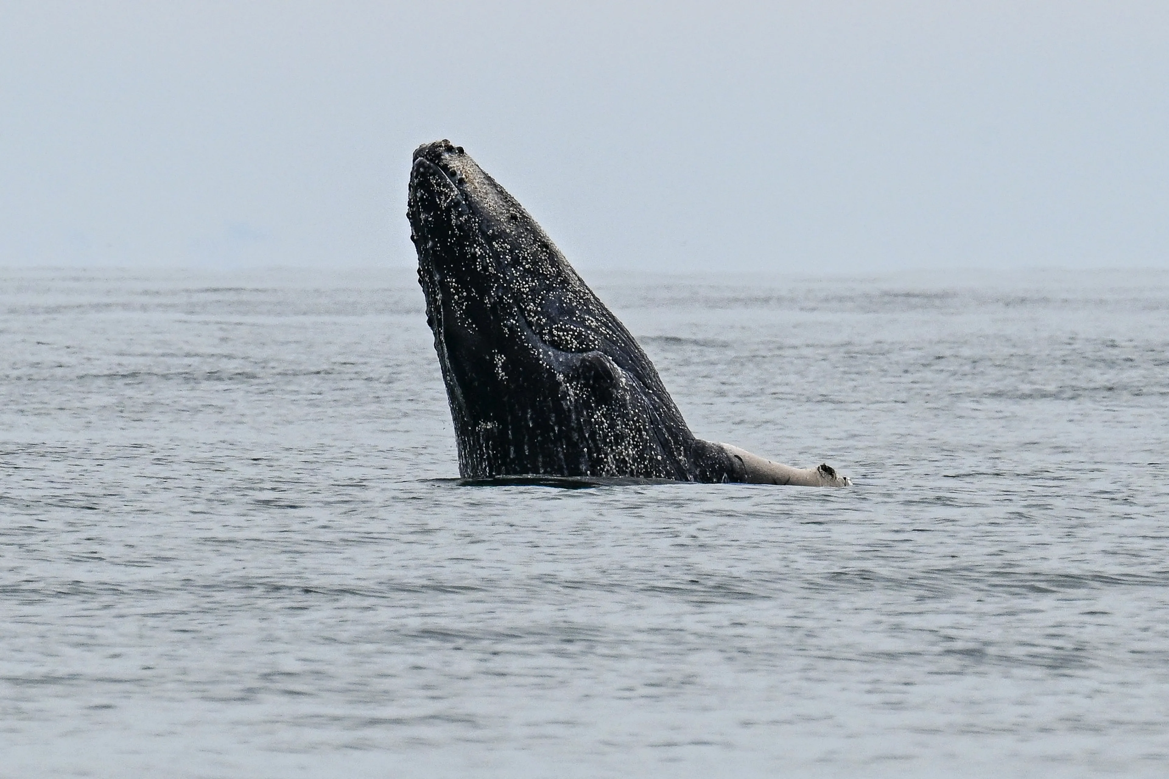 Weer een bijzondere bezoeker: bultrug gespot in Zeeuwse wateren