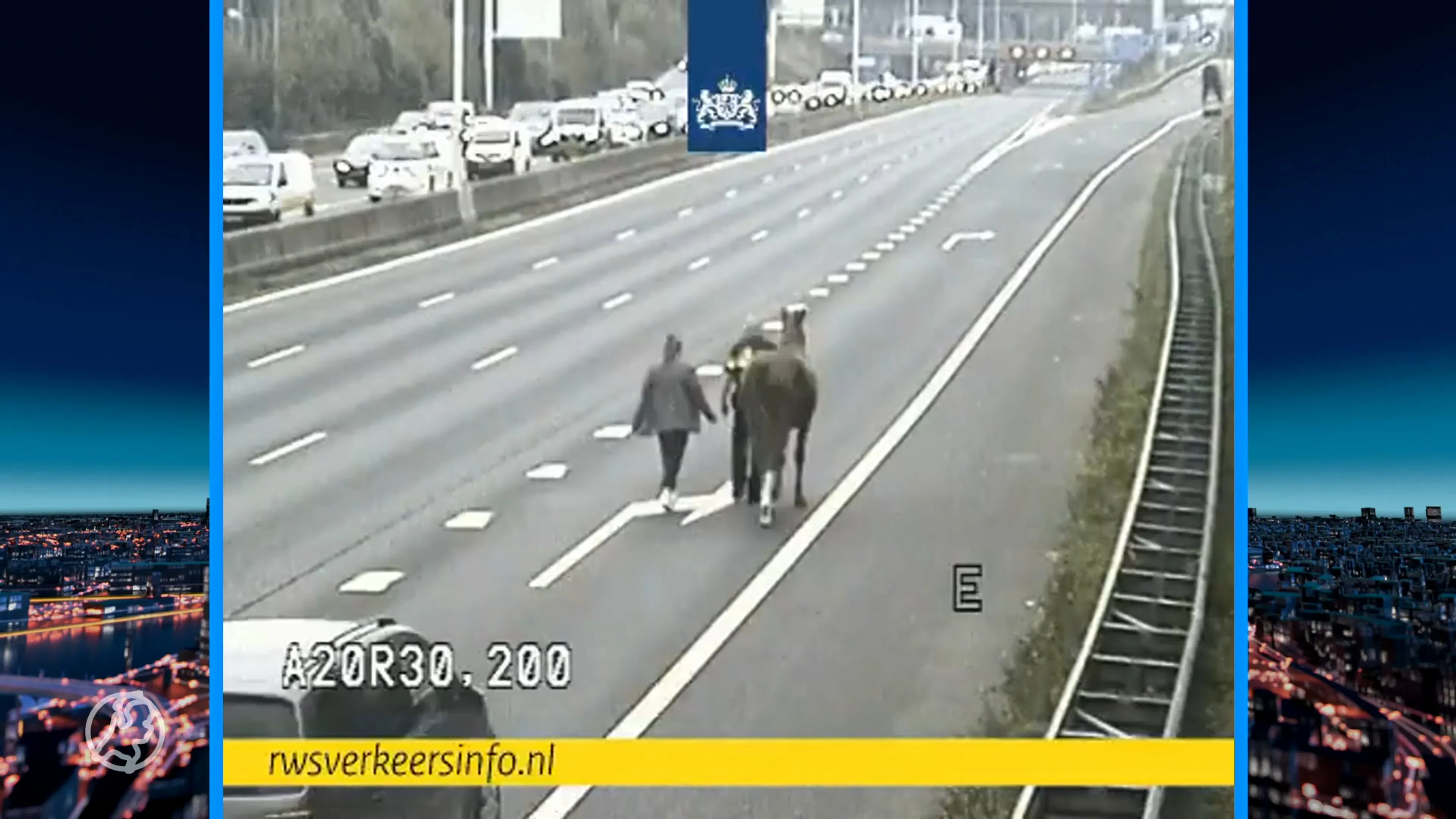 Paard maakt ritje over de A20 bij Rotterdam: 'Hij rende richting de afslag'